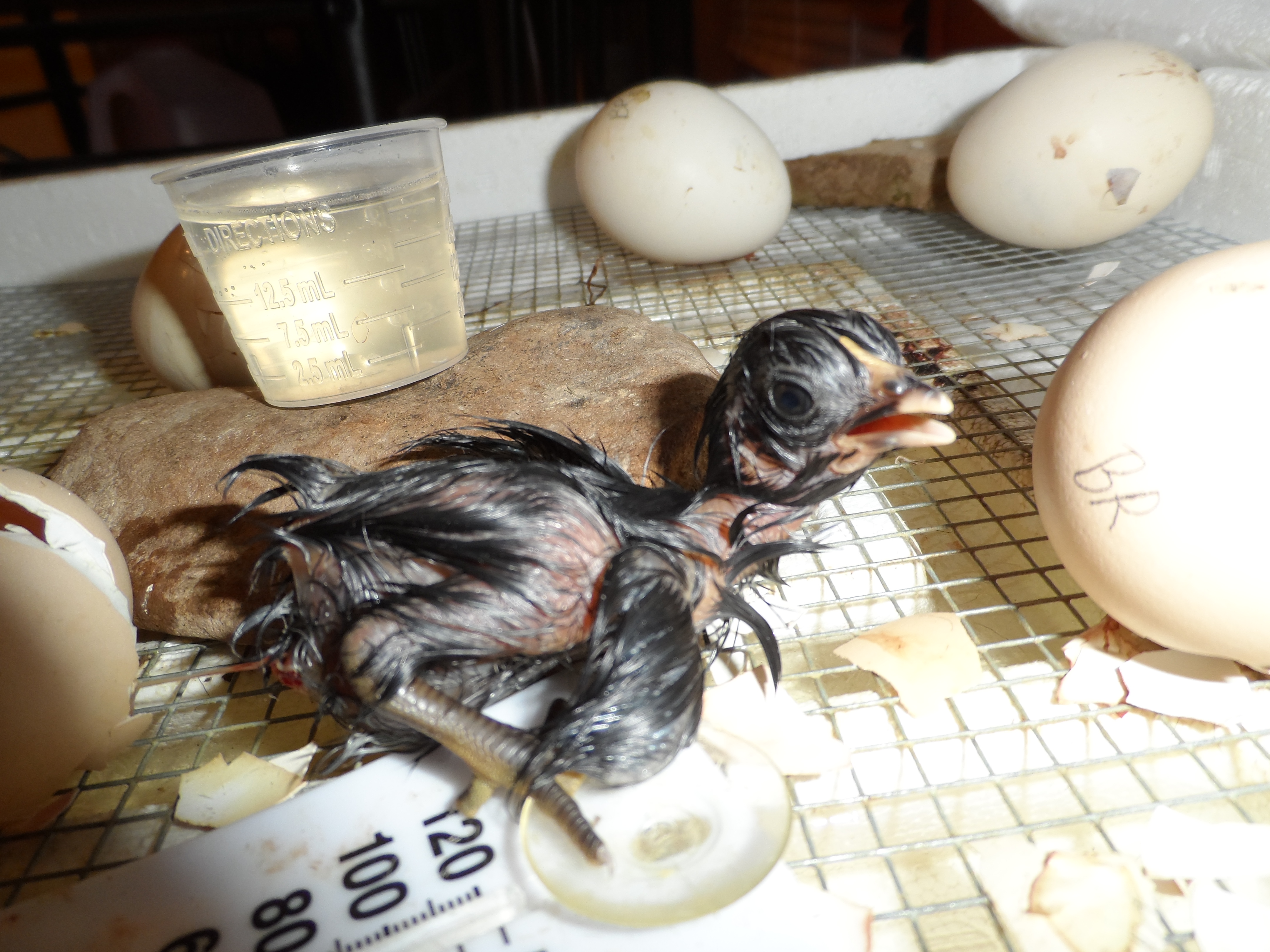 a little bantam, just hatched!