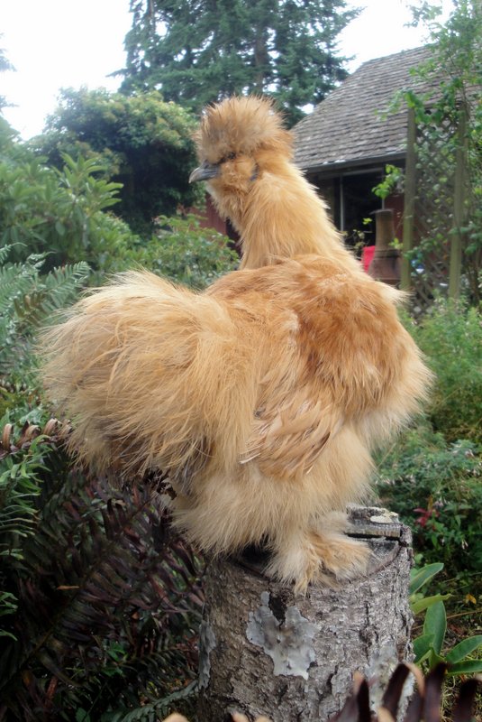 A little bit of pink in his comb but I like this Buff Catdance cockerel. Four months old July 2013
