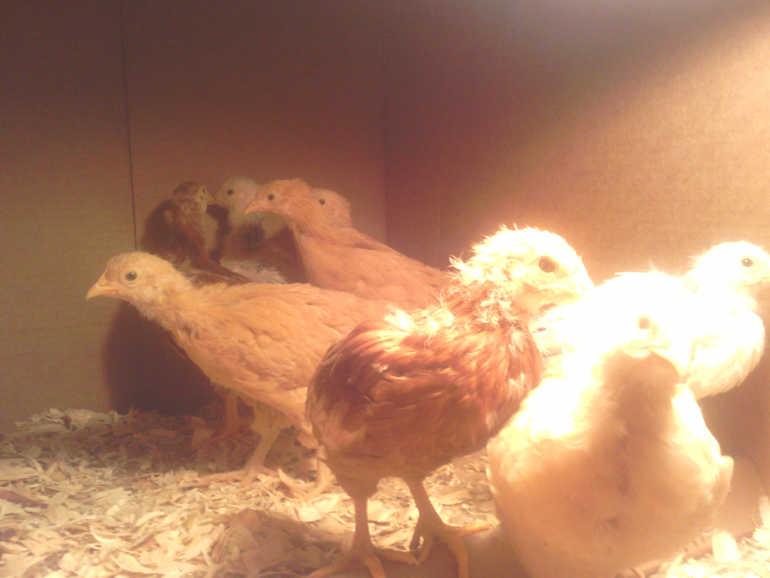 A little buff coming to check things out.