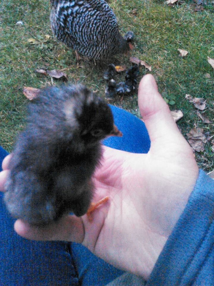 A little cotton ball!