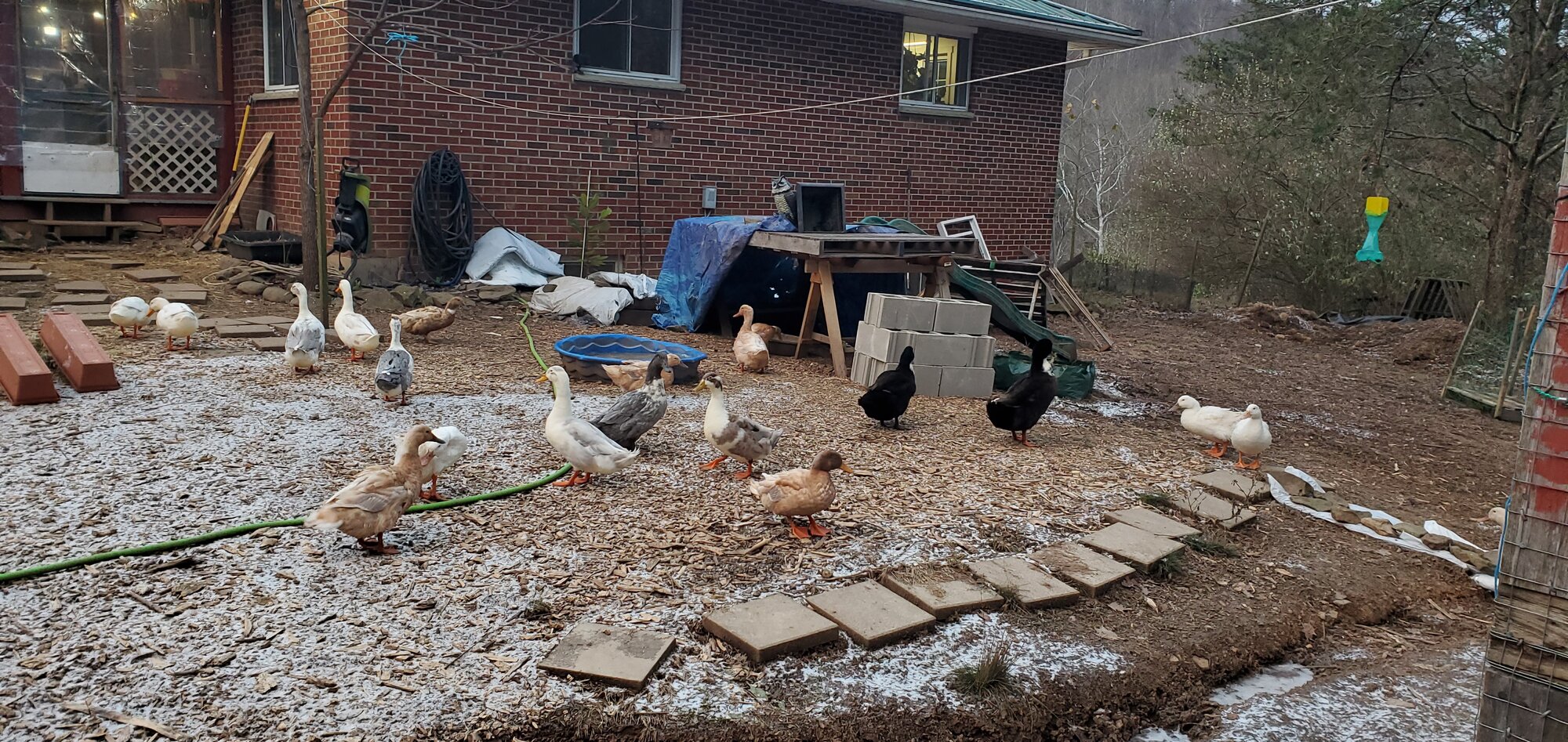 A little duck-tent