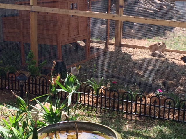 A little landscaping around the first coop.  One thing we learned the hard way is to stain or paint BEFORE you put everything together!