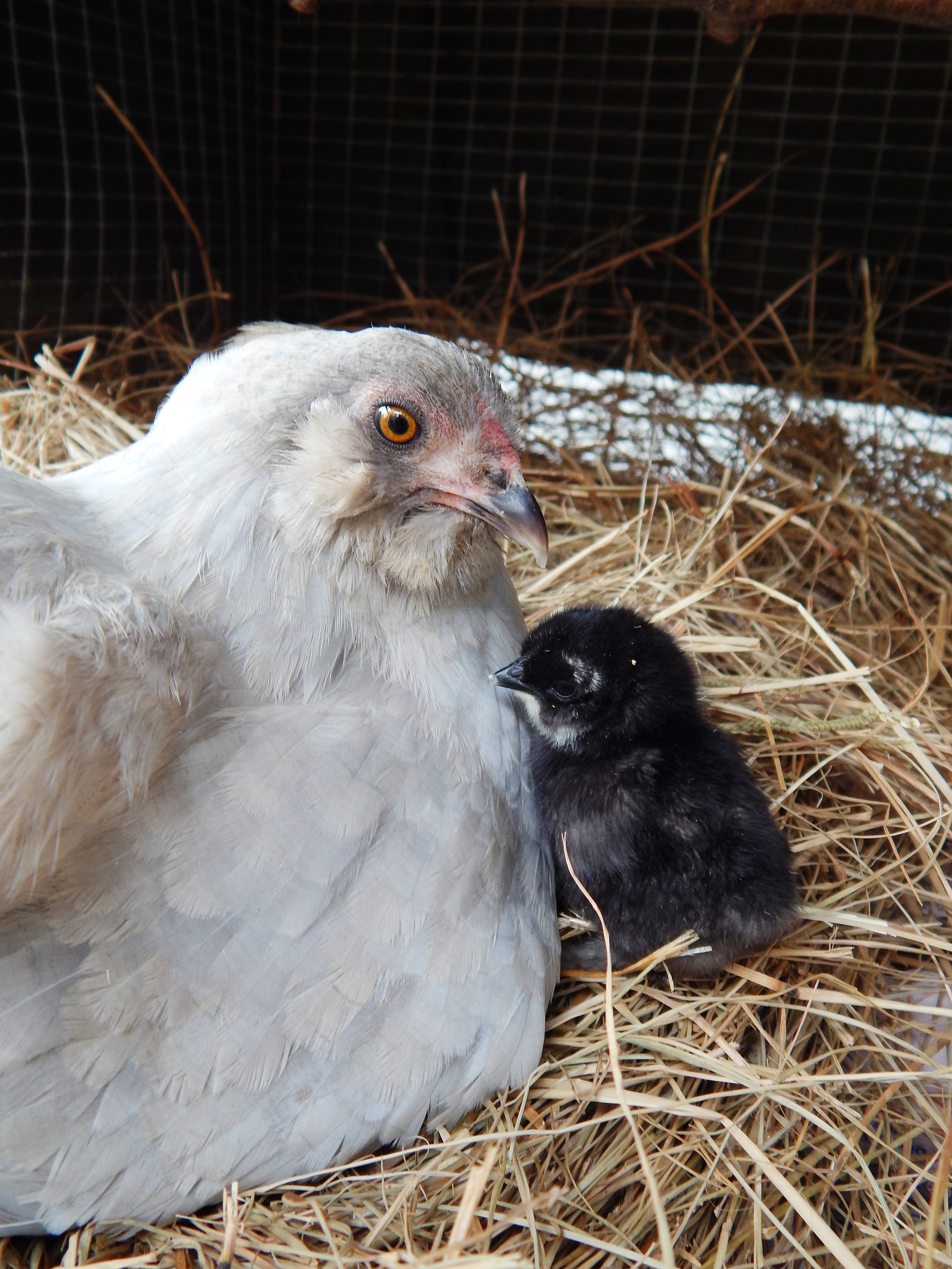 A little one on one face time with the broody mom.