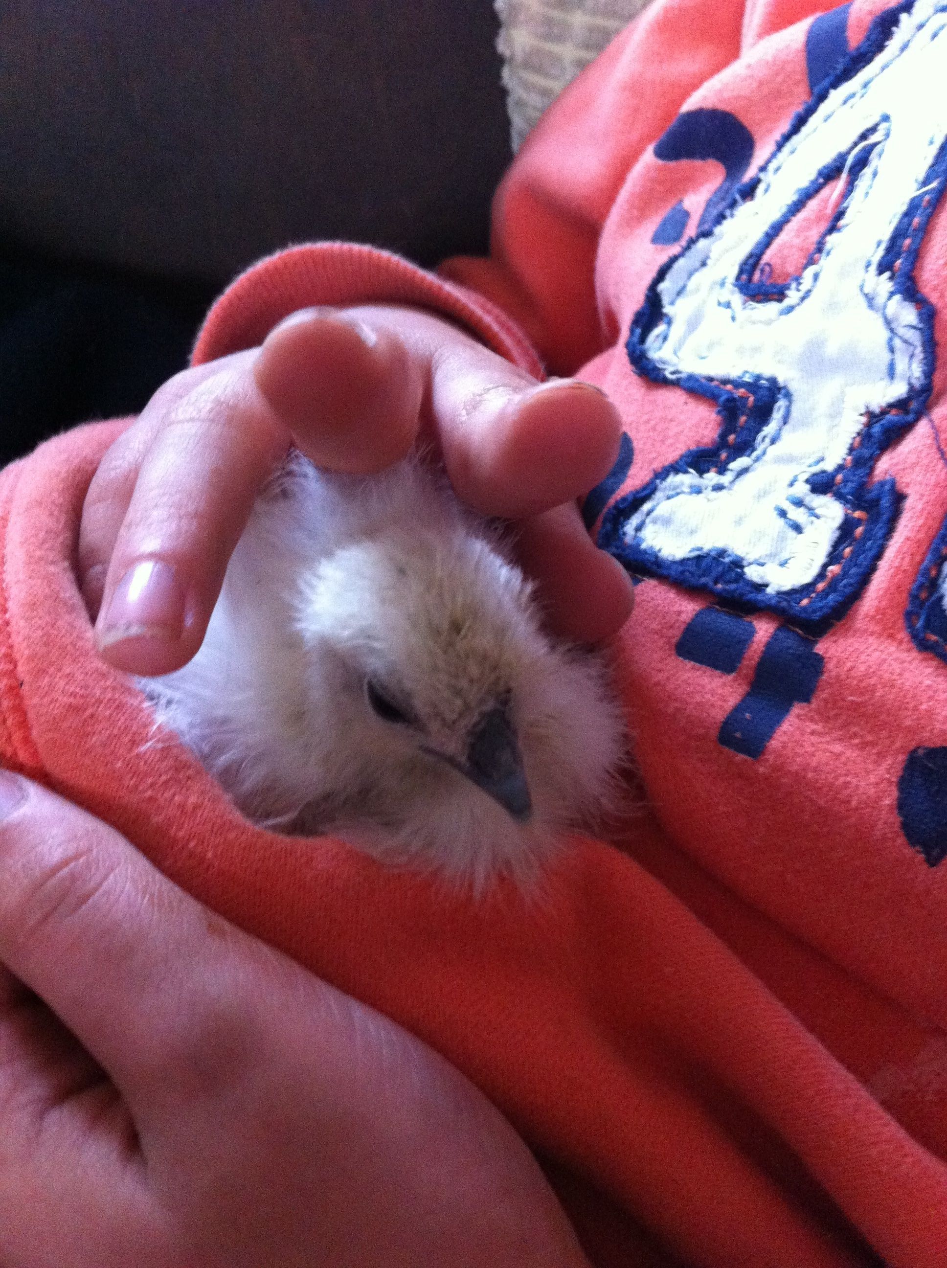 A little silky was given to us by the breeders... "She probably won't make it" we were told... It is well and truly alive now running around in the garden...