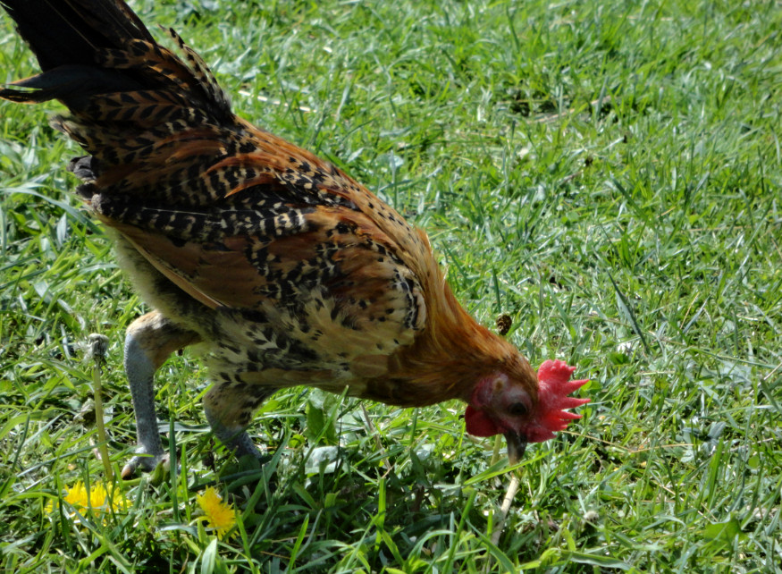 A lovely picture of Tatter's counterpart, Tot! We brought those two home together after we lost one of our silver chicks when they were all still fuzzy. Tot, an Old English Game rooster/chick, has turned into quite the handsome little one! He's the lowest of the 3 roosters, but so far is the most protective of the hens and friendliest towards us.