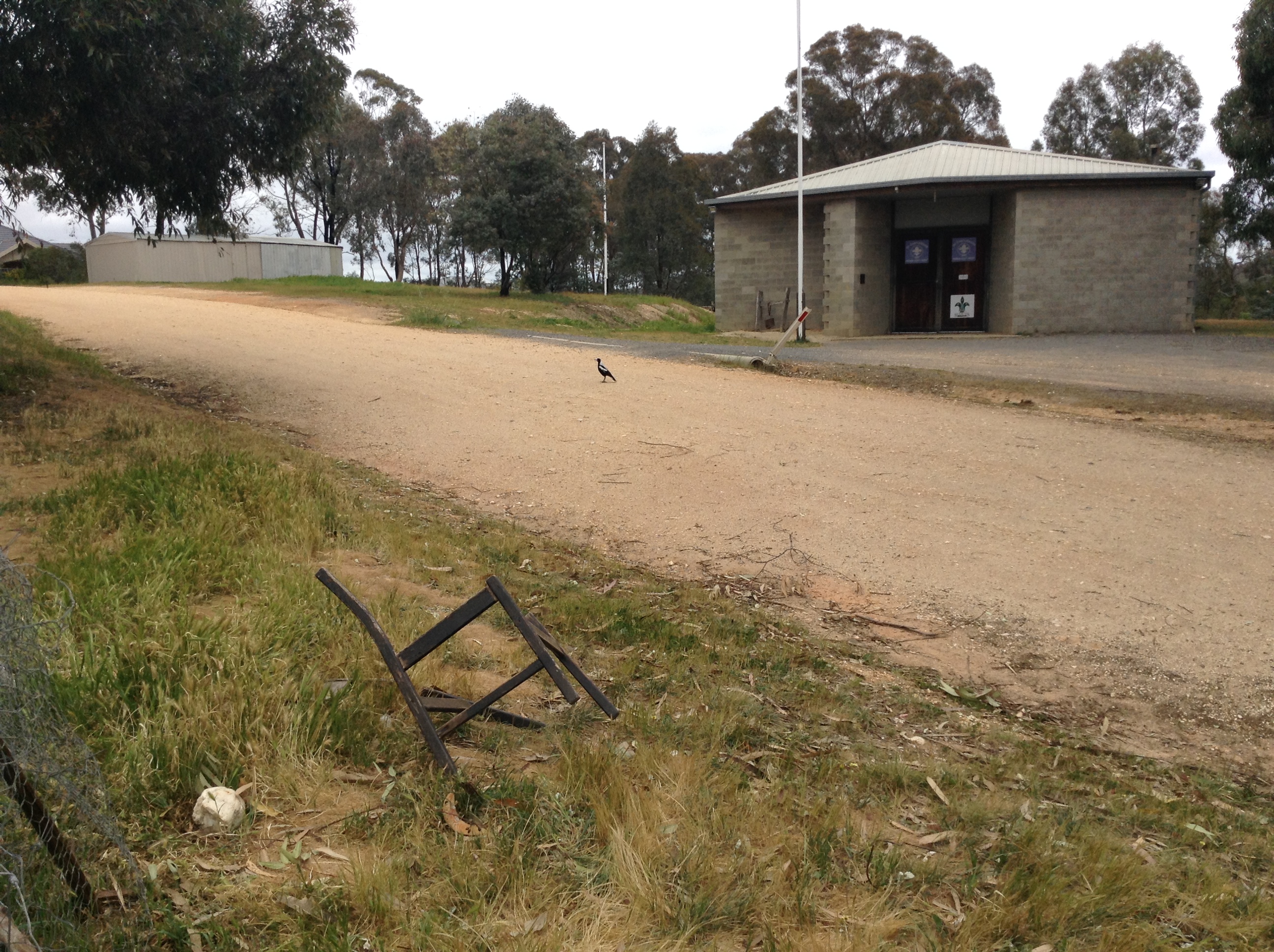 A magpie! (GO THE MAGPIES FOOTY CLUB!)