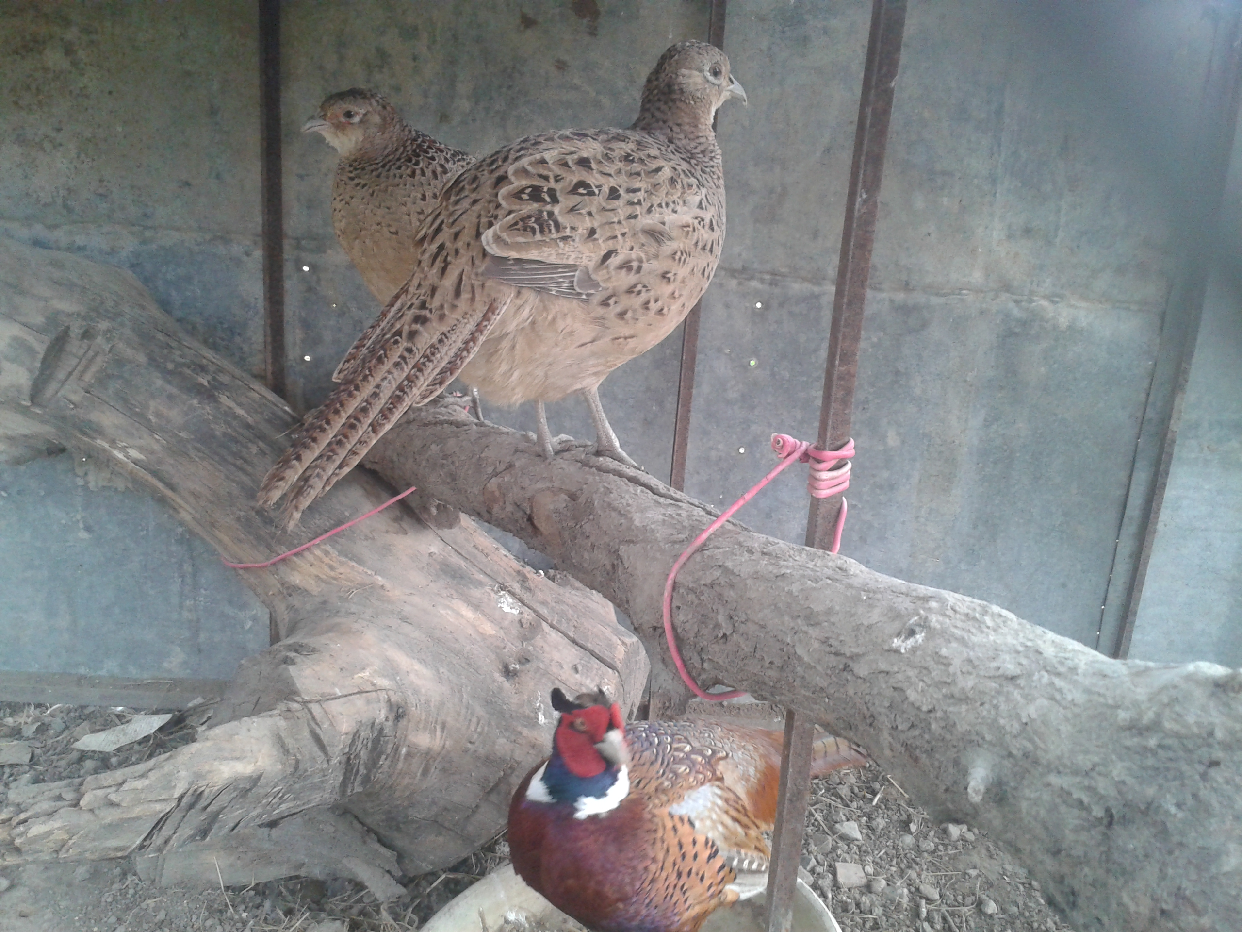 a male and 2 female pheasants