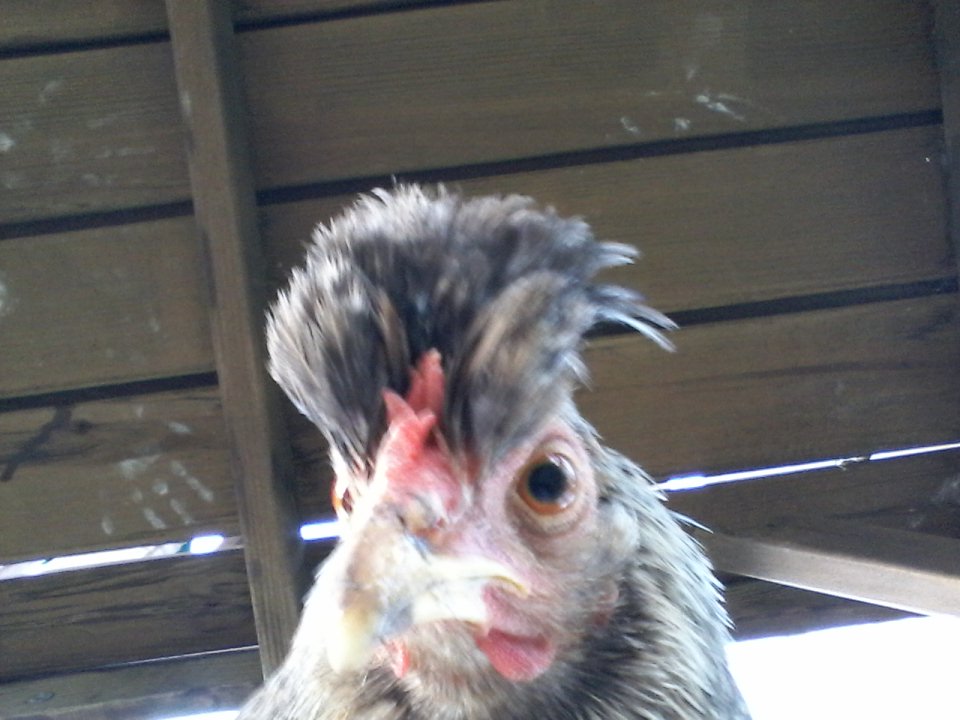 A memorial for my favorite hen curiosity. She may be gone but her legacy and memory will live on forever in our flock.