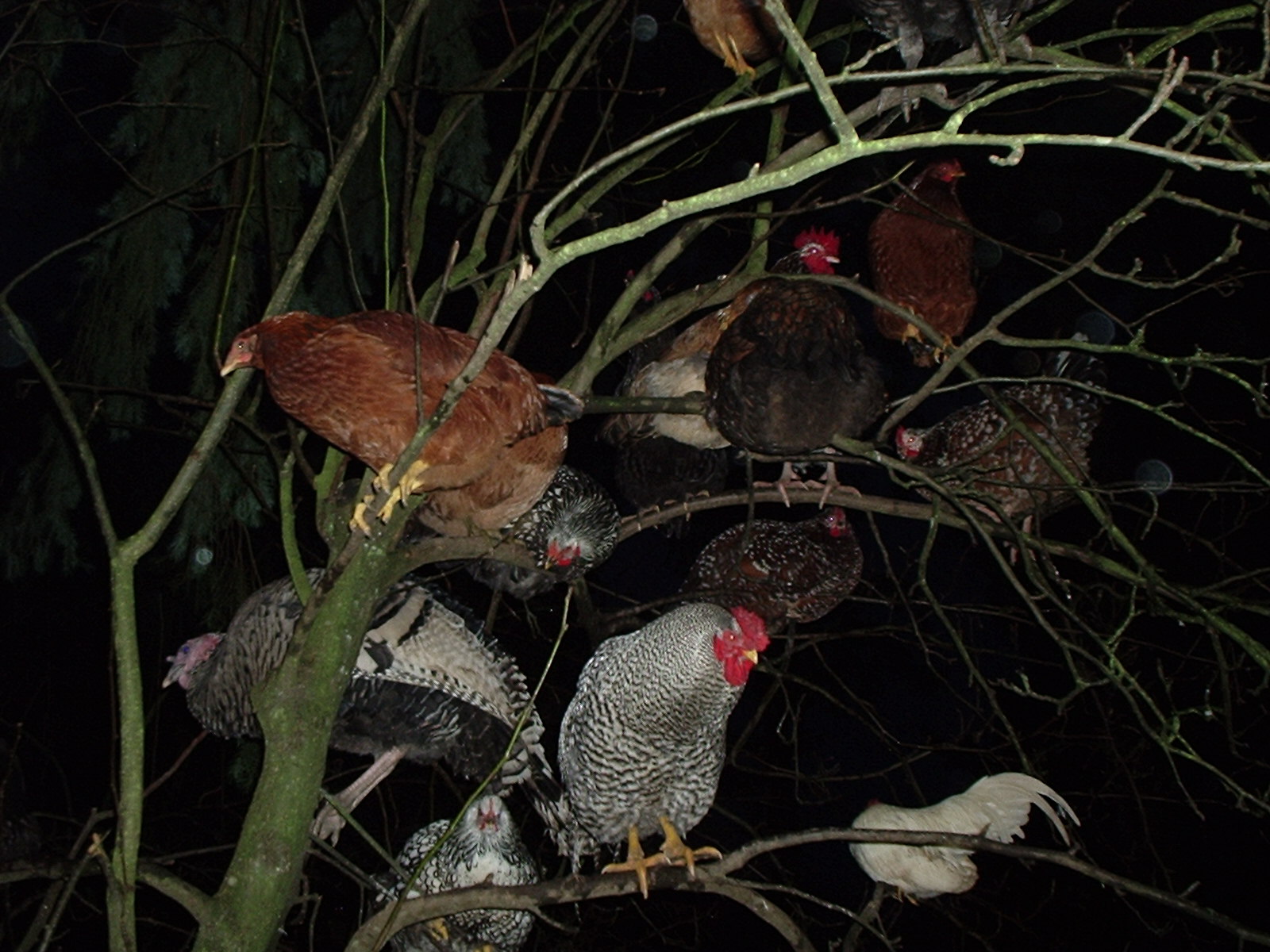 A mixed flock roosting for the night.  Cliques don't hold at night.