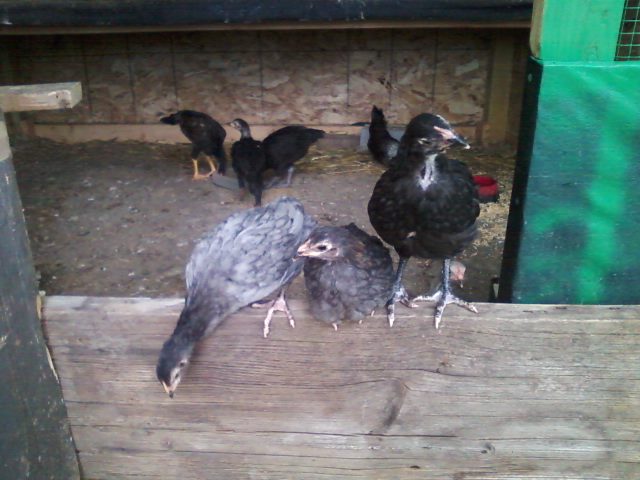 A mixture of chickens in this pix. Thai Cockerel in the background