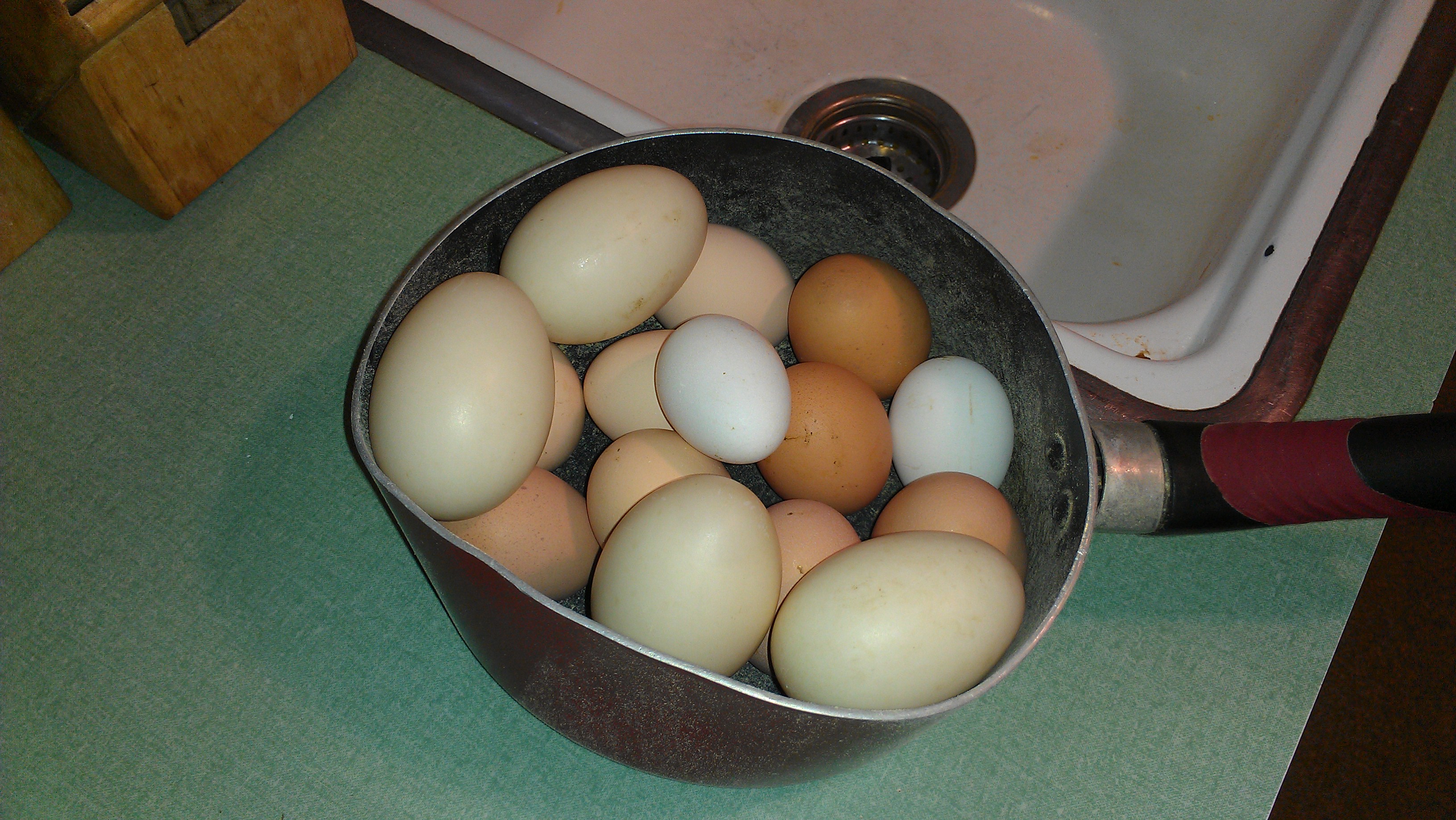 a mixture of eggs from my girls today and 4 duck eggs!