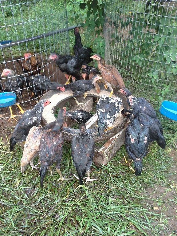 a mixture of Thai chicks in the Pix. age range from 2-6 months. *Moms includes- Citrus, Des'Aire, Leah and Saphira. *Father includes- Jet Lee, Chuck Norris and Bruce Lee