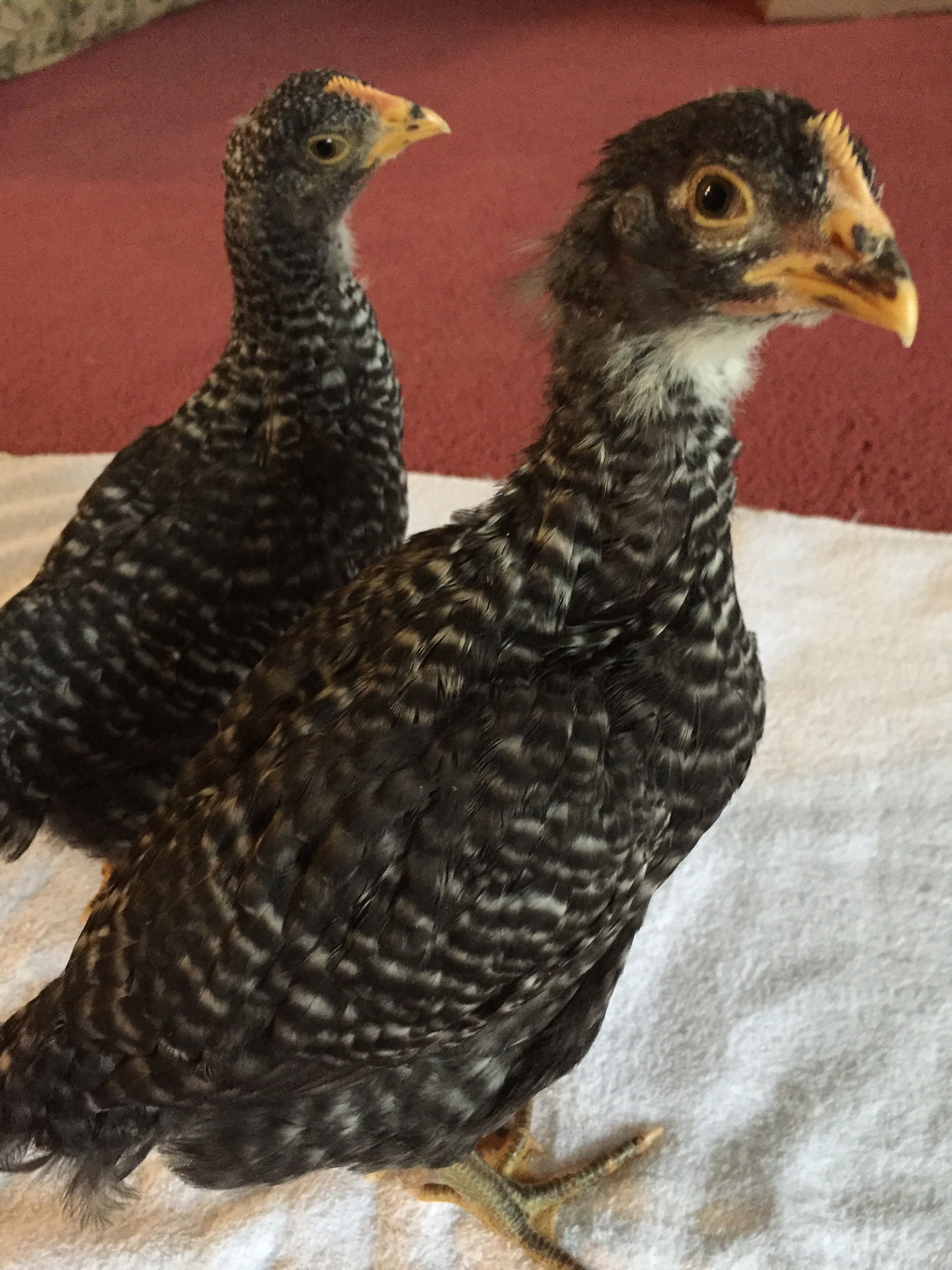 A month old Barred rocks