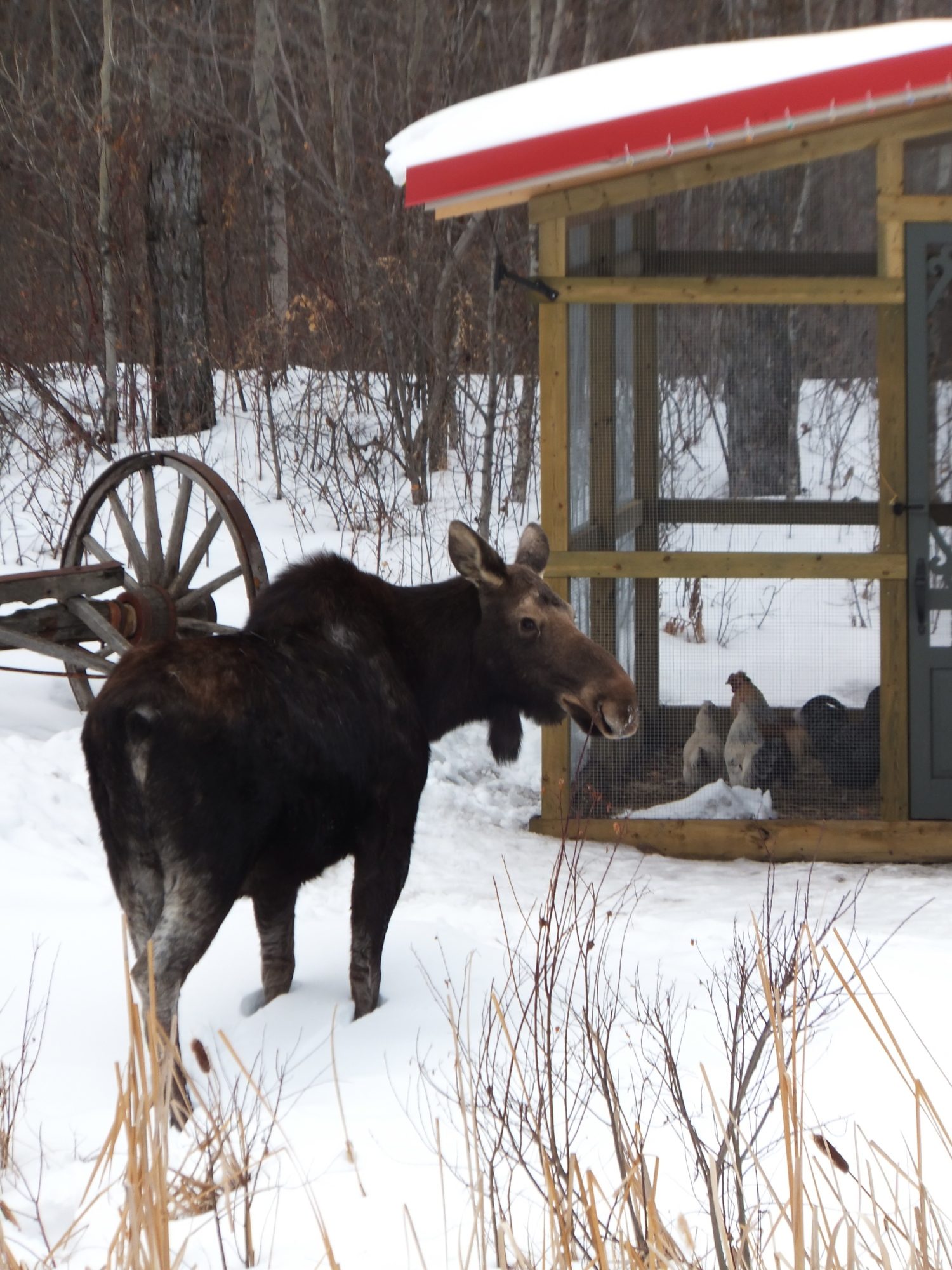 A moose looking at the chickens who are looking back!