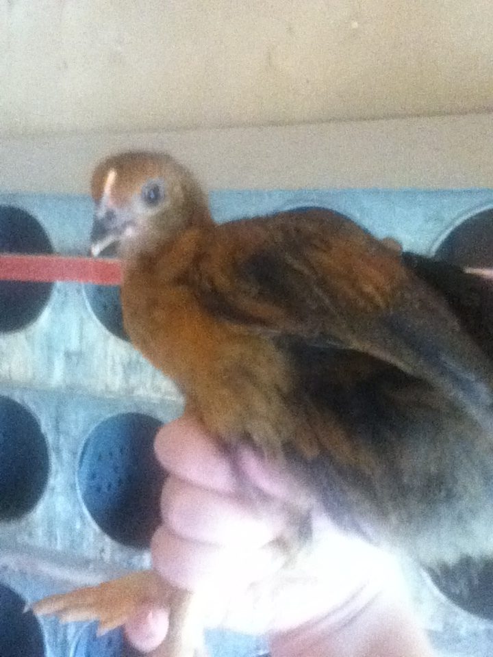 A more clear photo of Bella aged 1 month and 1/2