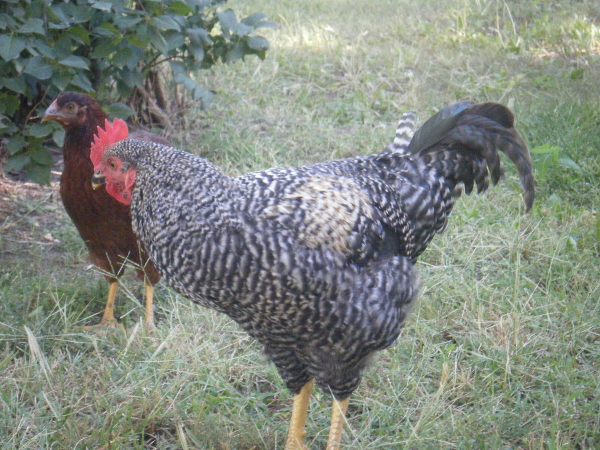A nice pic of Charlie's profile. :)