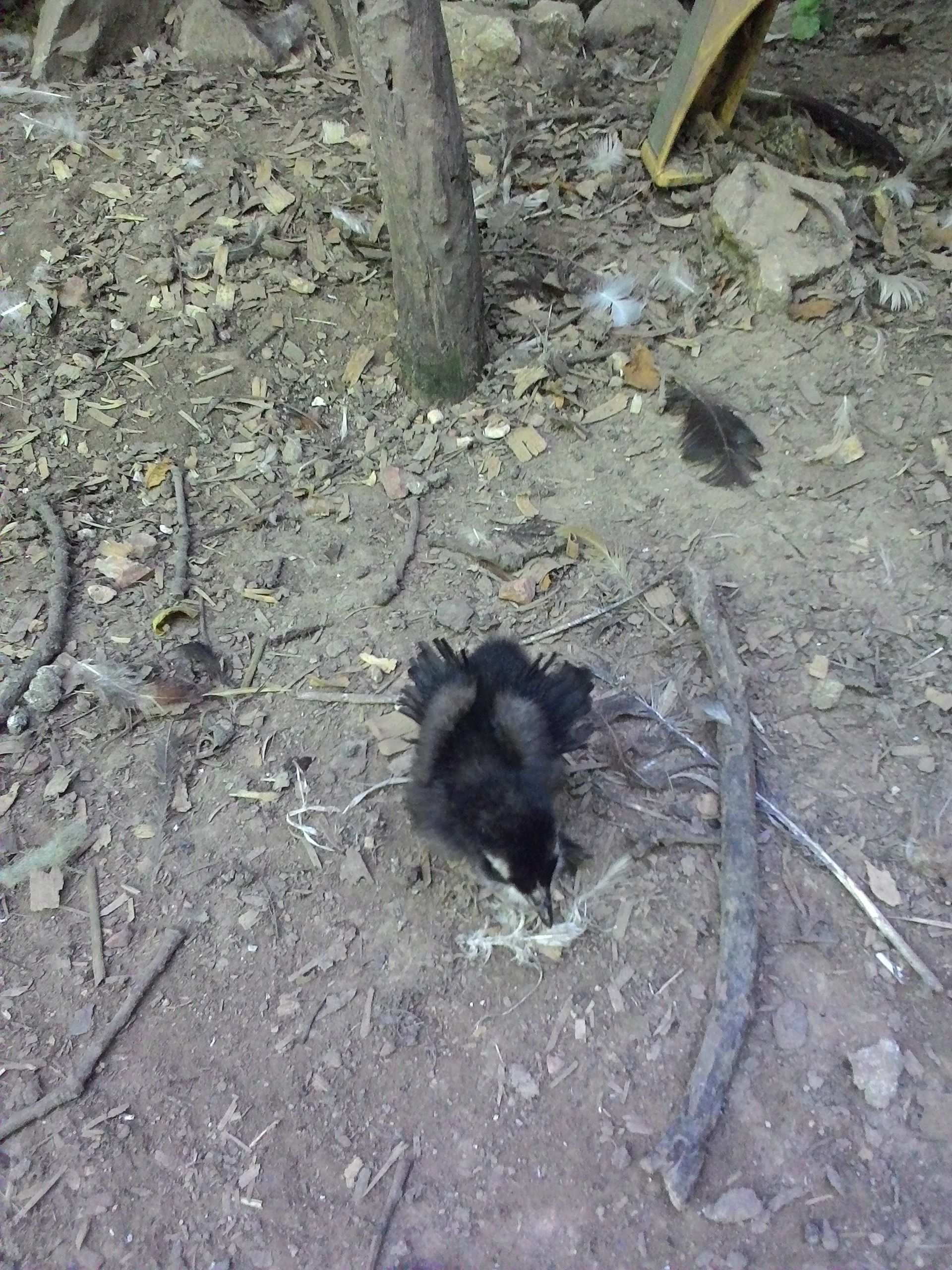 A penguin frizzle