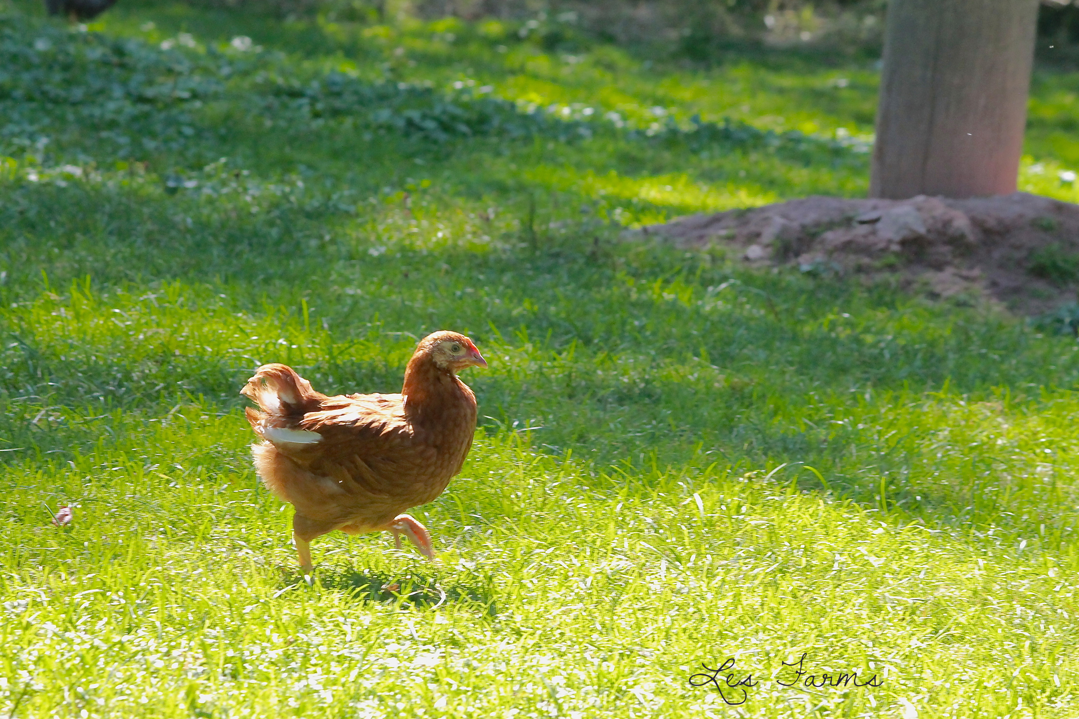 A Penny on the Prowl