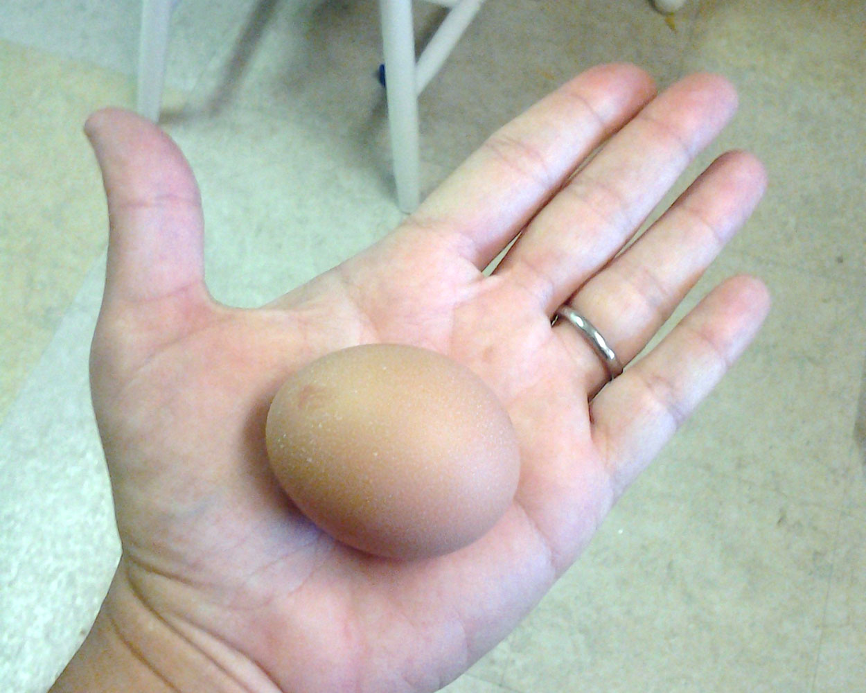 A perfect first egg.
