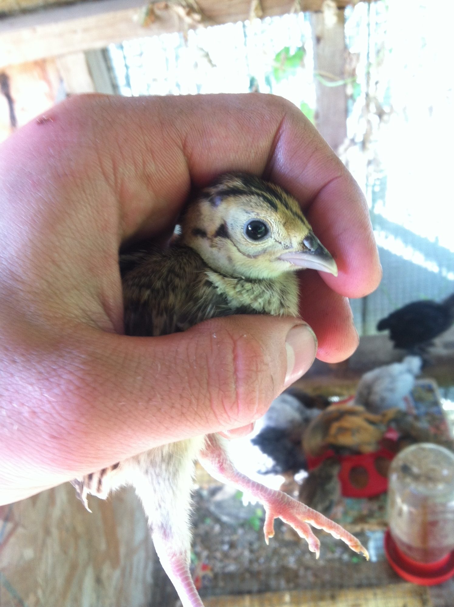 A pheasant