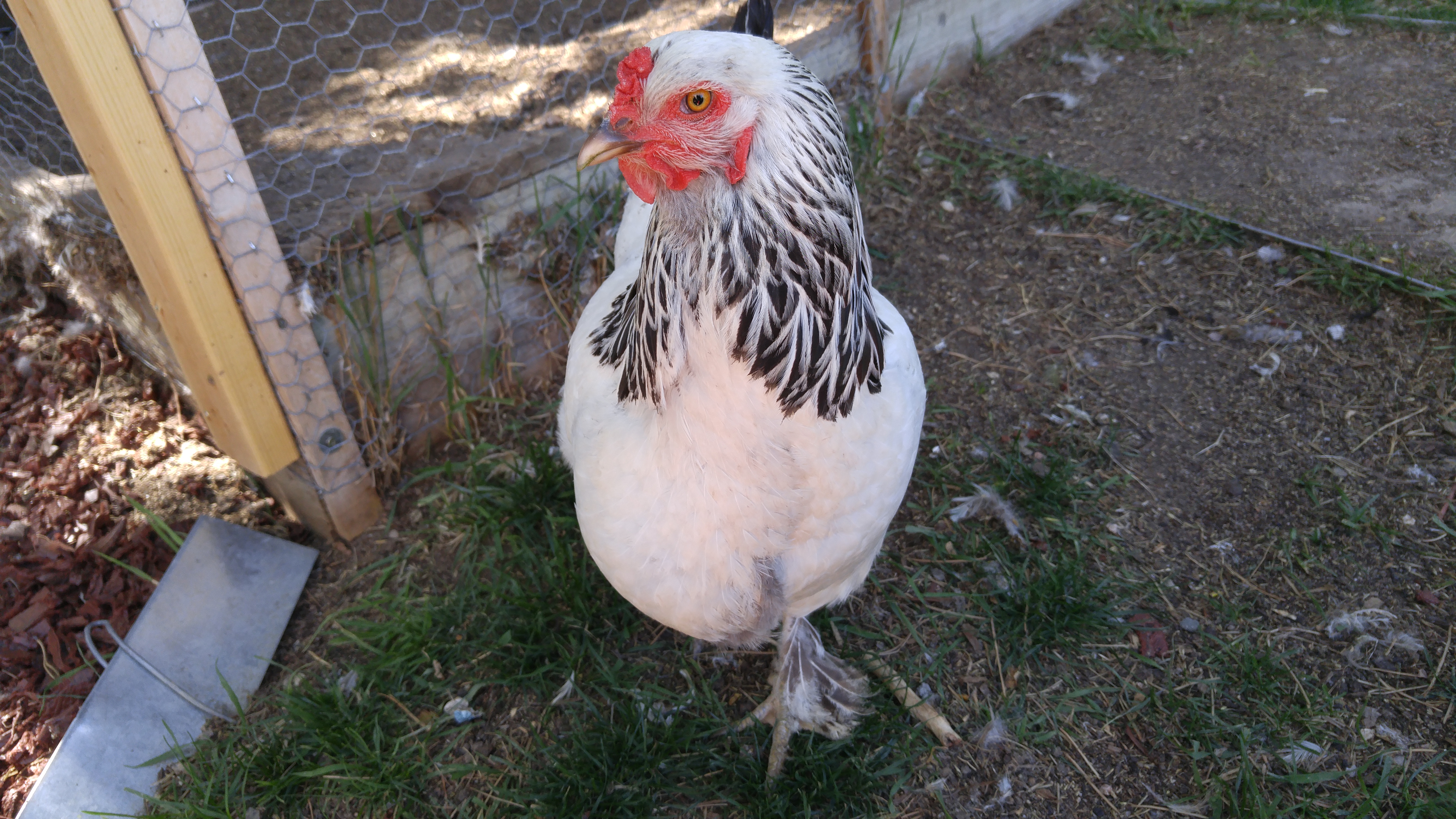 A photo of Ally, My Light Brahma hen
