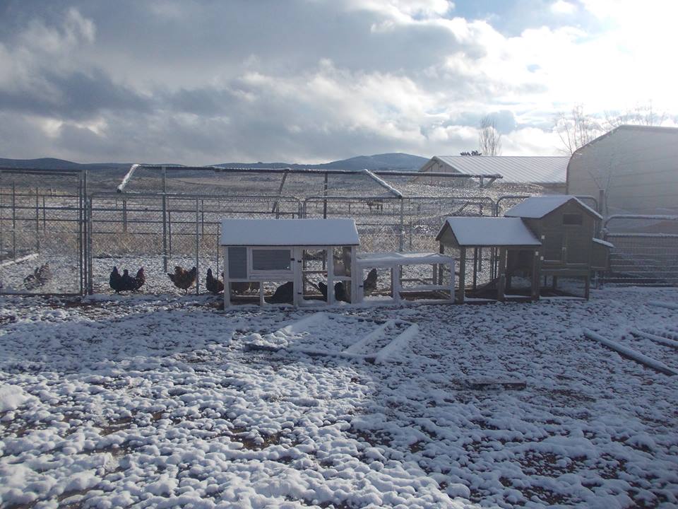 A pic of the hens first snow
