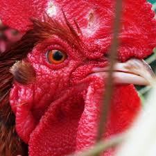 A picture I took at a local farm.