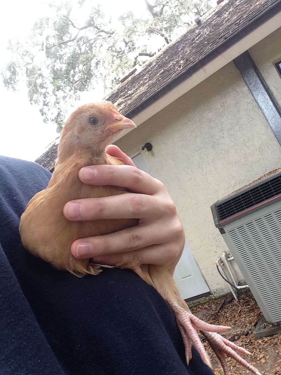 A picture of Buffy the Buff Orpington!