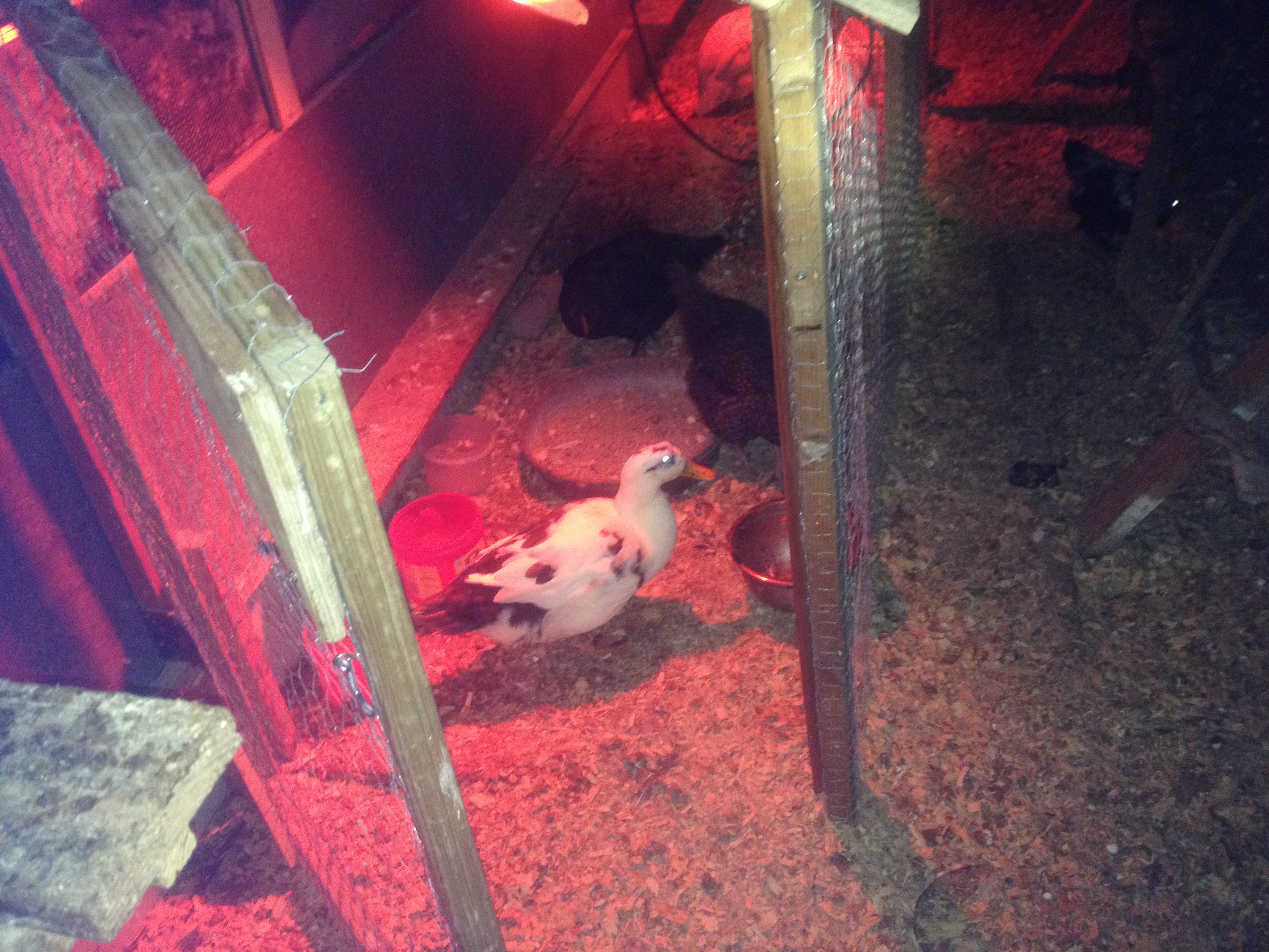 A picture of my Ancona duck "Brownie".  I had to train her to go up the chicken ramp and nest with the chickens at night.  I only took about six days of 'walking' her up the ramp before she just started going in on her own at night.