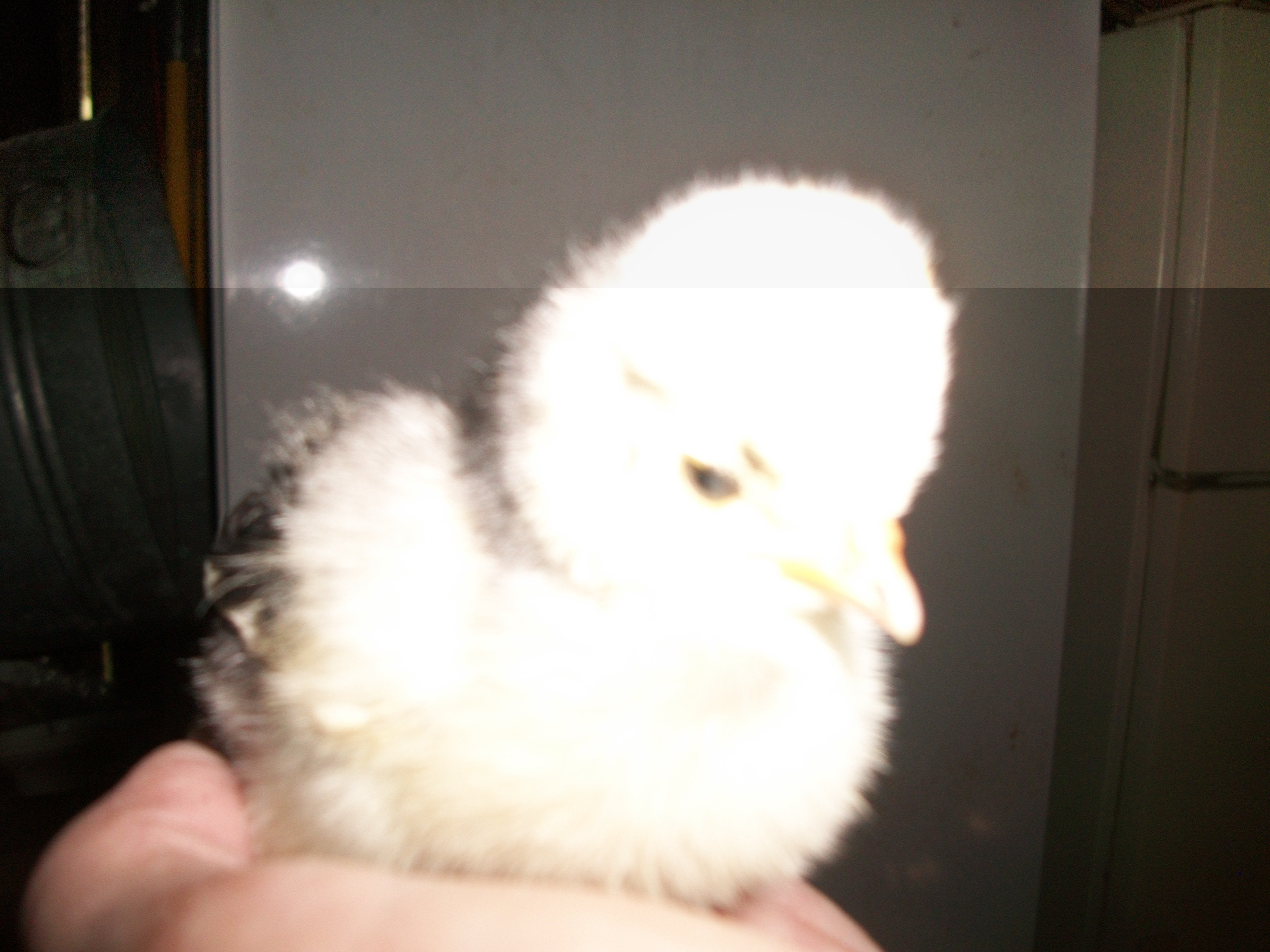 a polish white crested