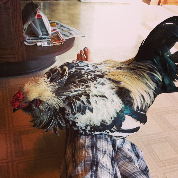 A poor hurt bird on mamas lap recovering