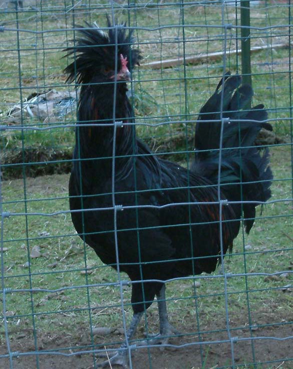 A poor quality Polish cockerel, practically not a Polish