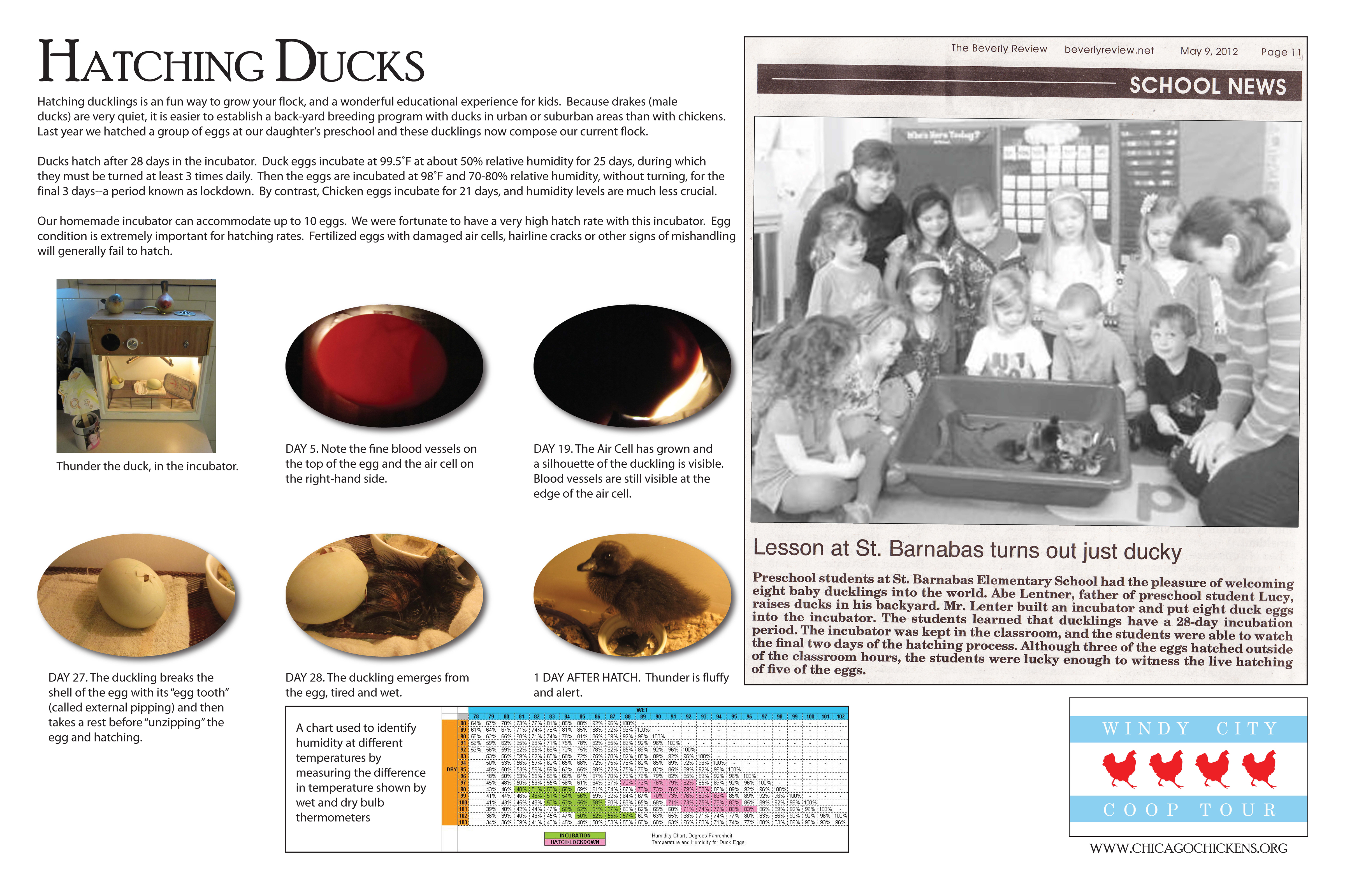A poster about hatching duck eggs.