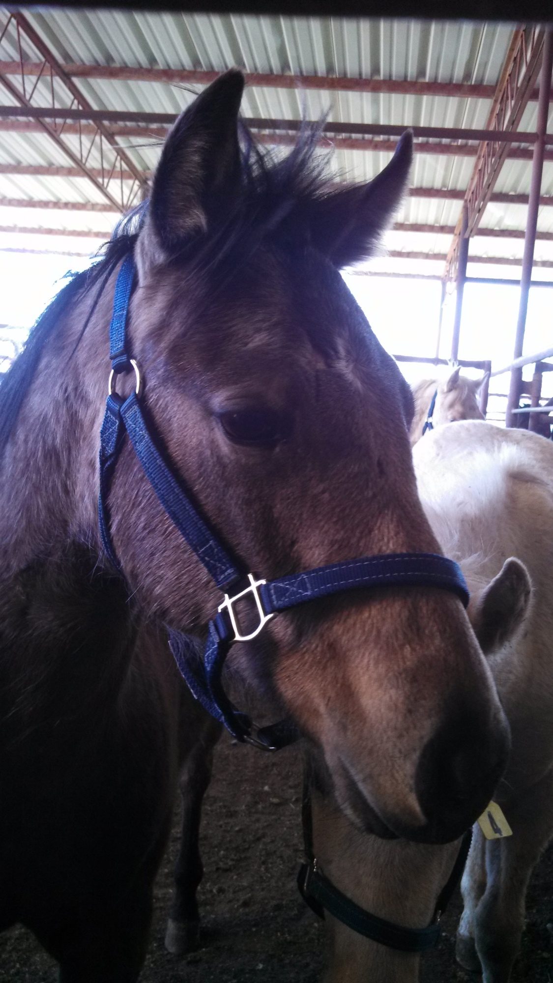 A pretty baby at the auction