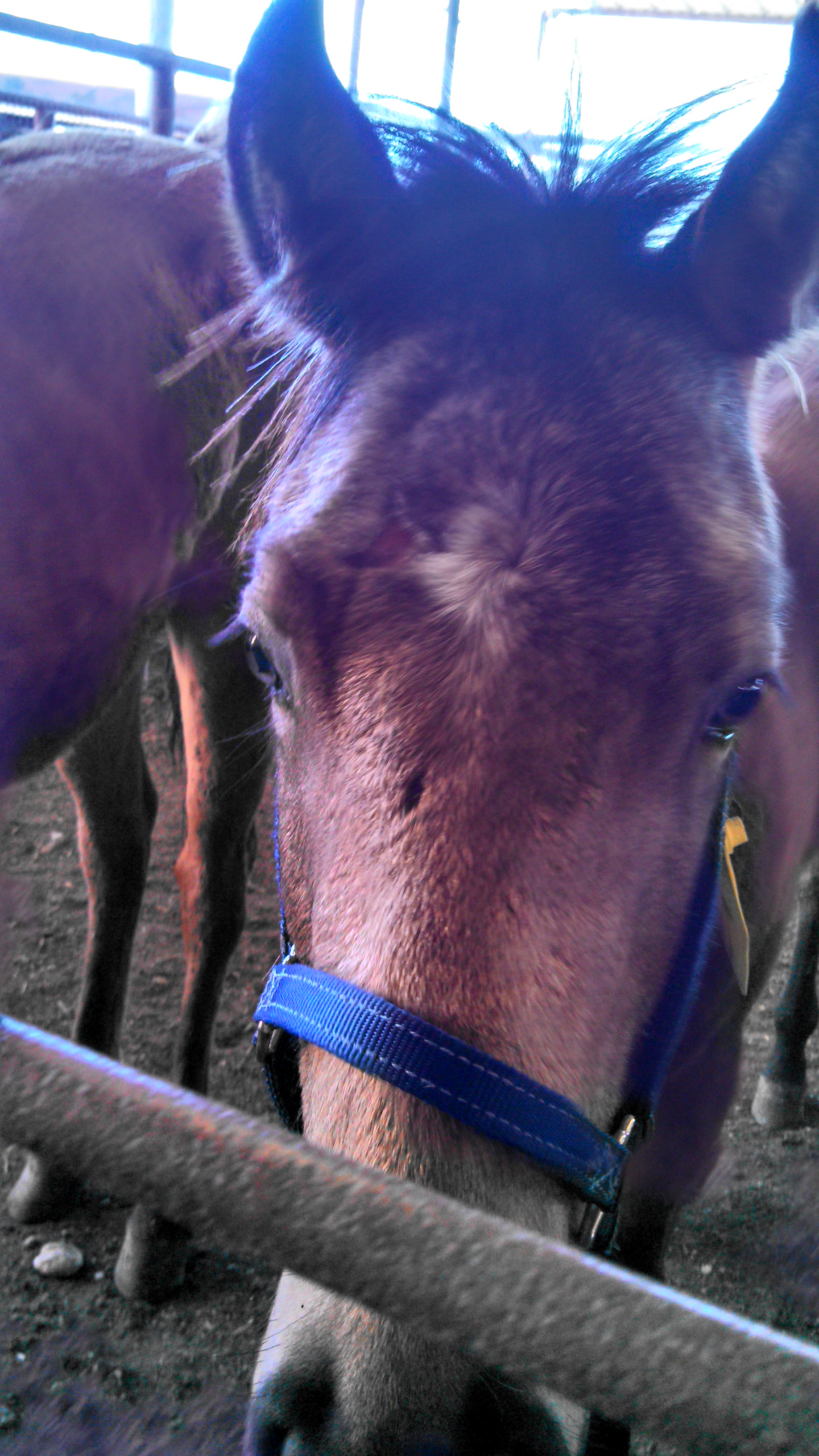 A pretty baby at the auction