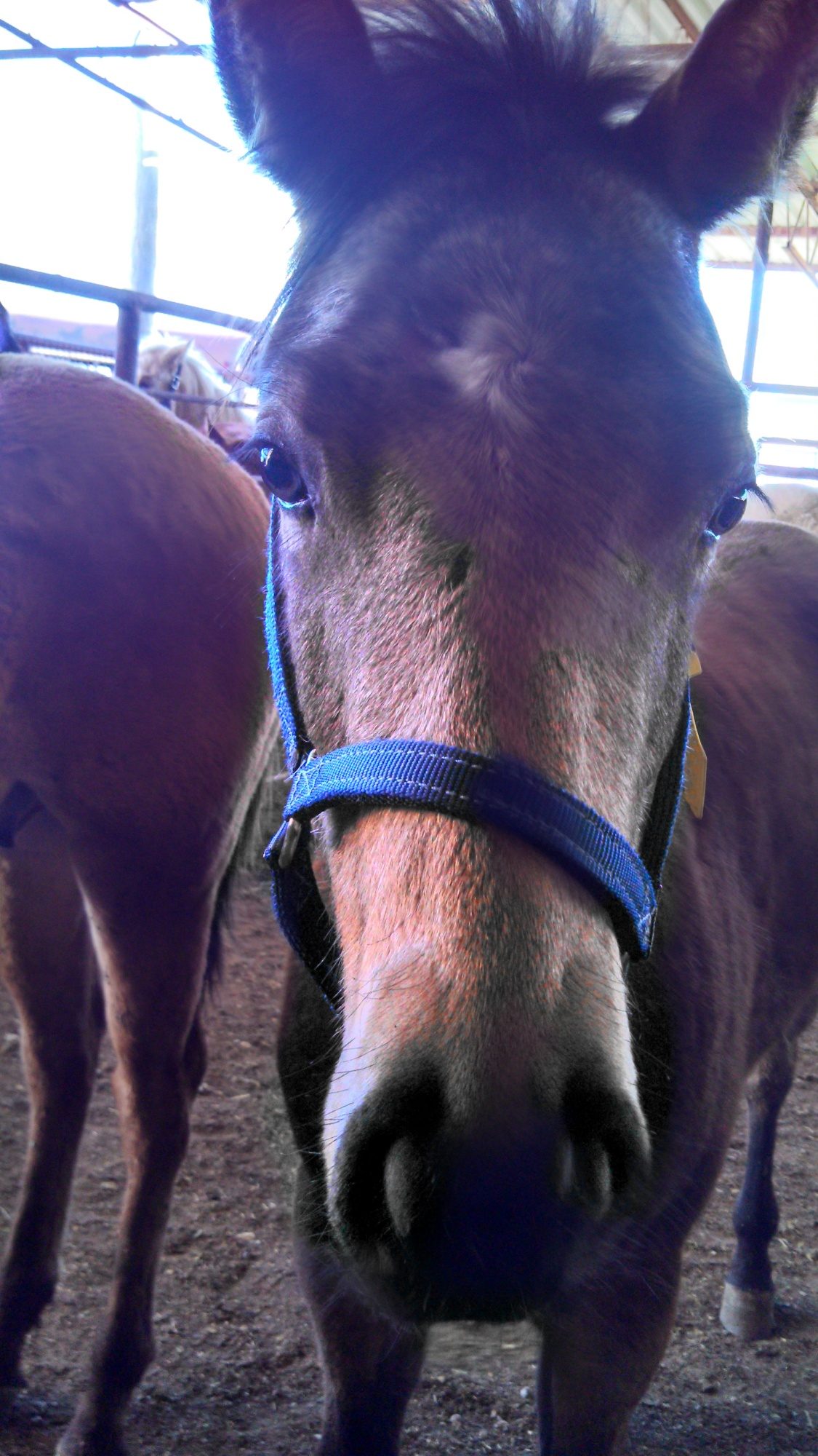 A pretty baby at the auction