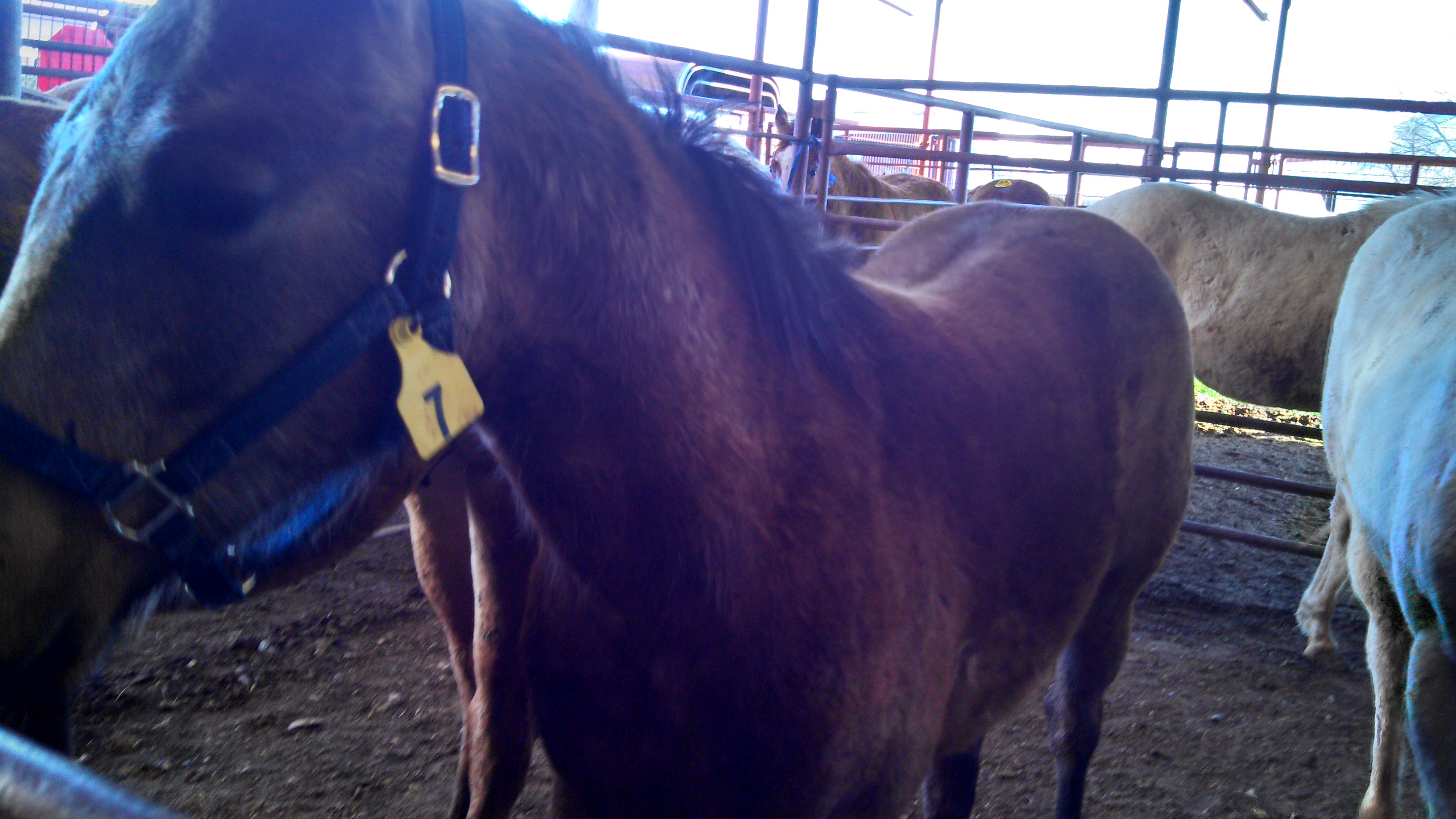 A pretty baby at the auction