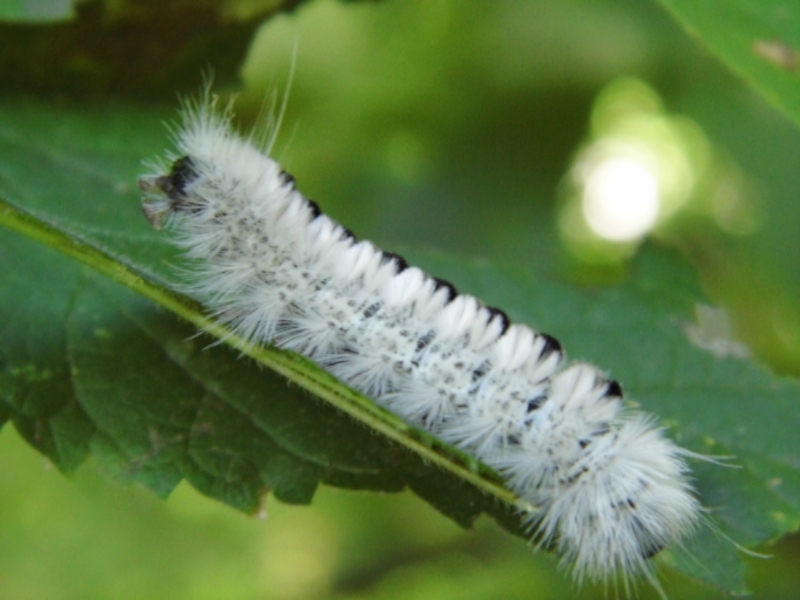A pretty caterpillar.