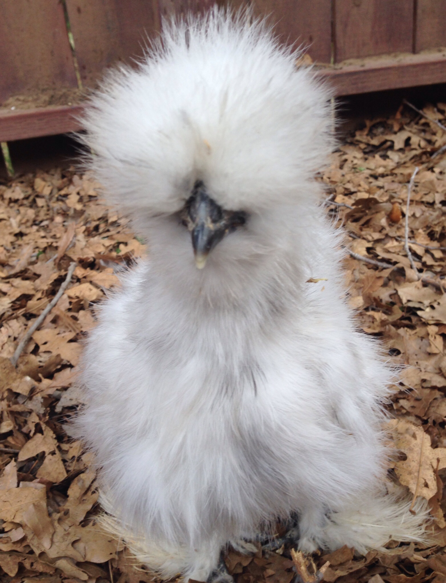 A promising almost 3-month-old pullet from our very first hatch of the year