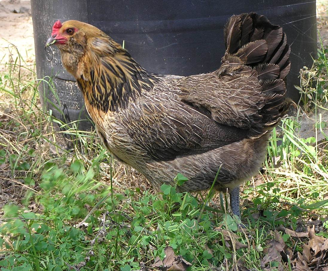 Амераукана куры отзывы фото A REAL Ameraucana chicken according to the Ameraucana breed standards - the kind