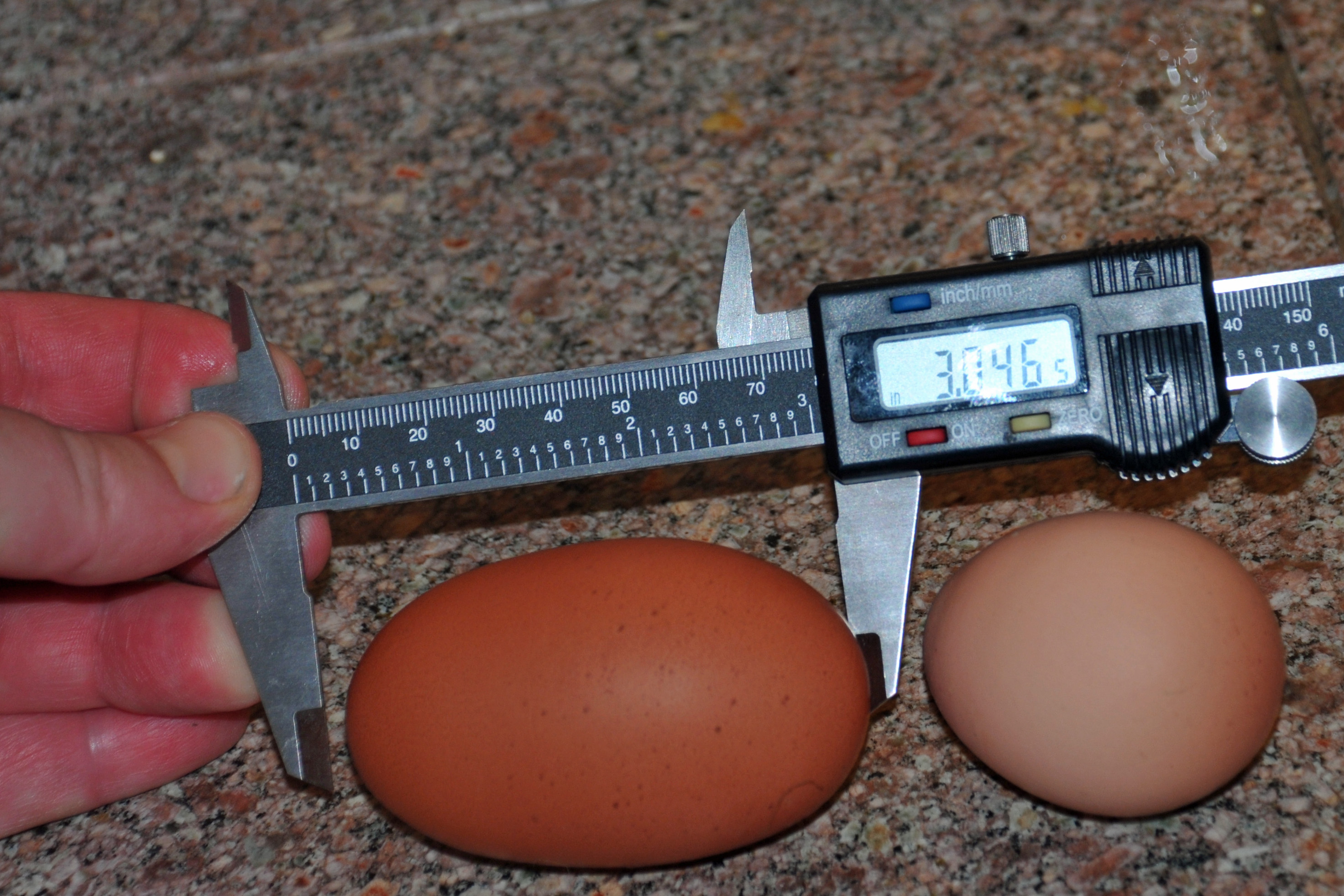 a really big egg from our maran