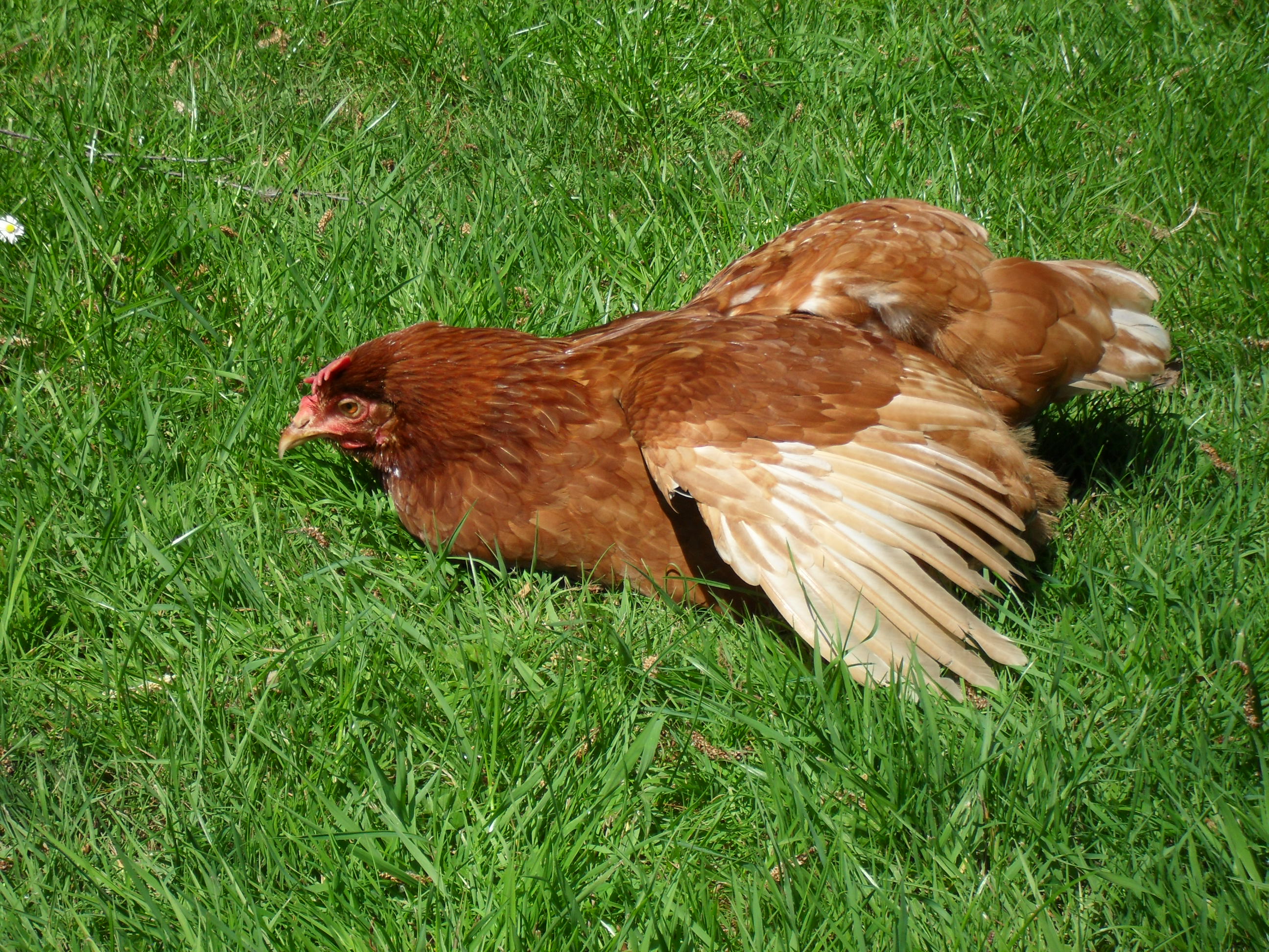 A recent pic of posh sunbathing
