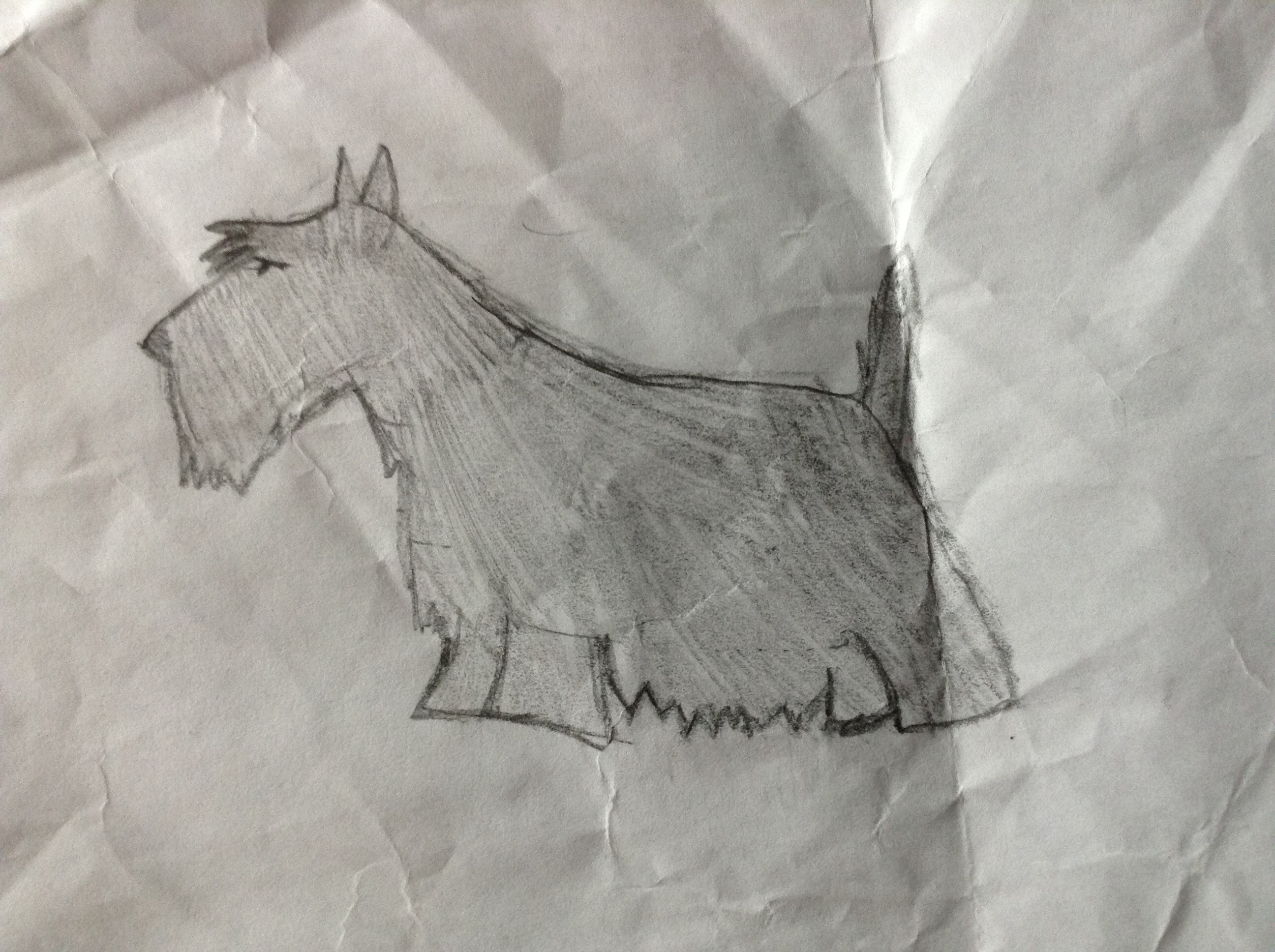 A Scottish Terrier