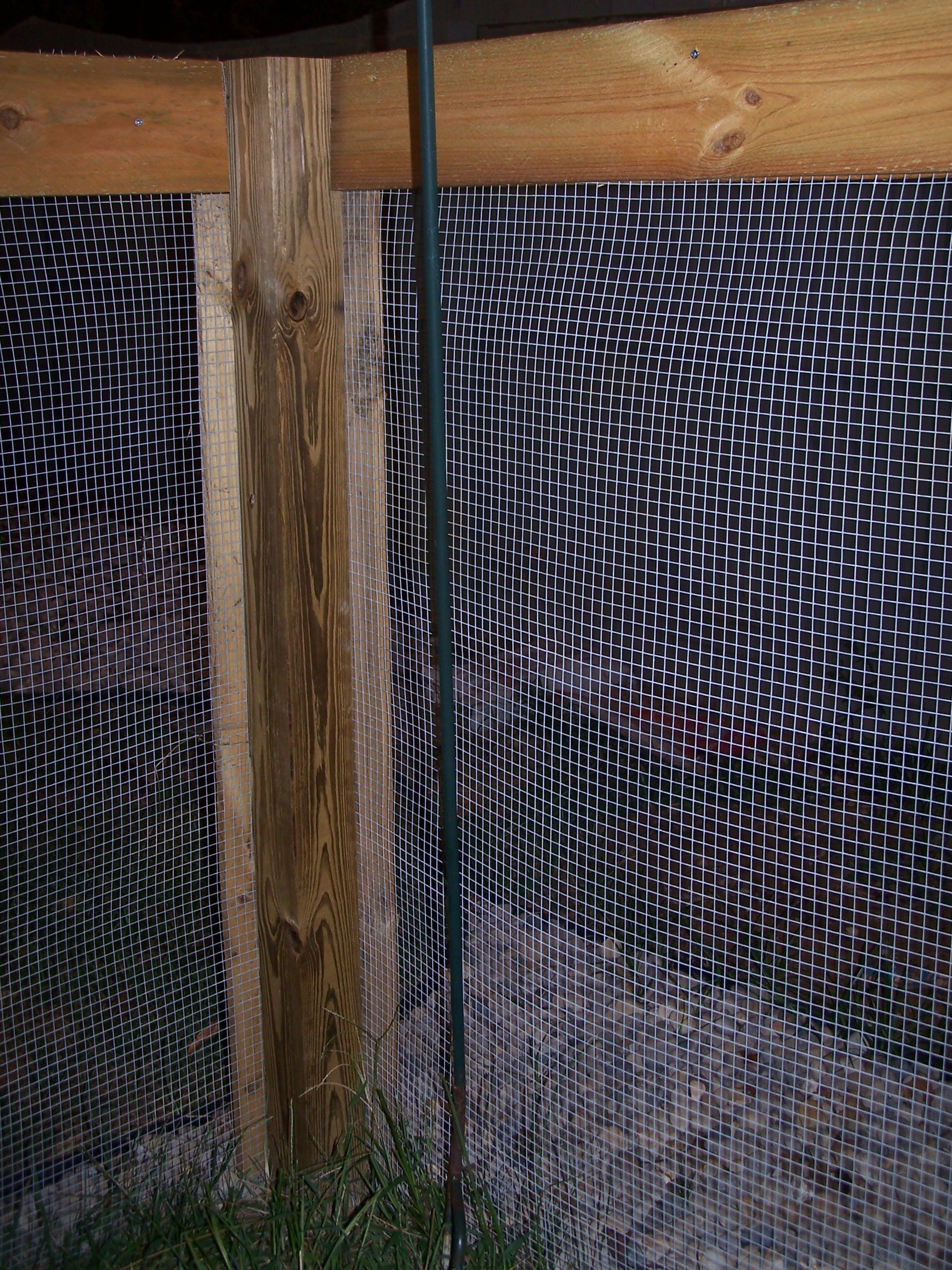 A shot of the hardware cloth fencing I constructed to keep the chicken-killing basset hound out.