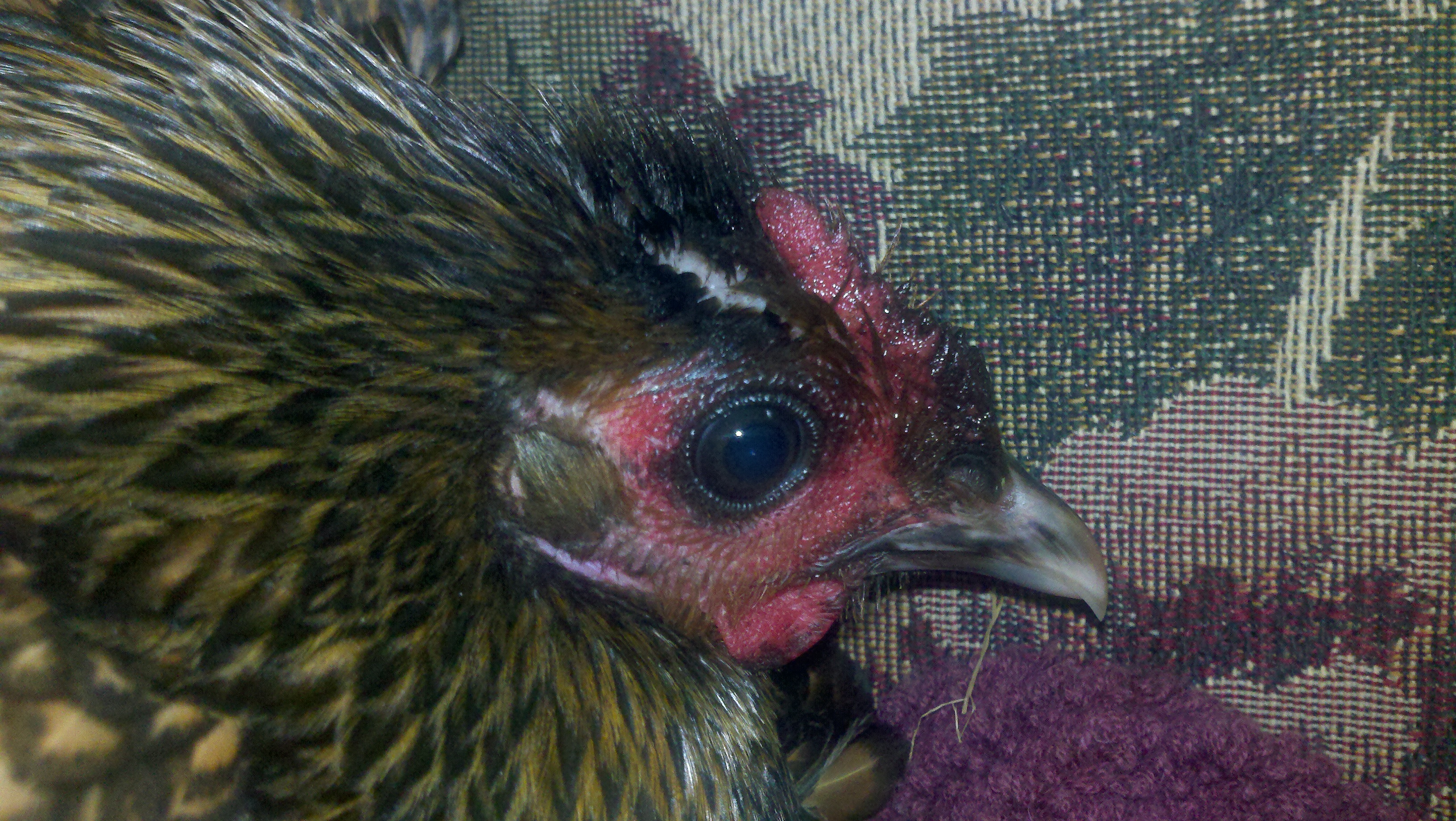 A sideview of our Juliet.  hopefully this will help on trying to figure out what happened to our bannie and if we can help her.  Sept 13 2012