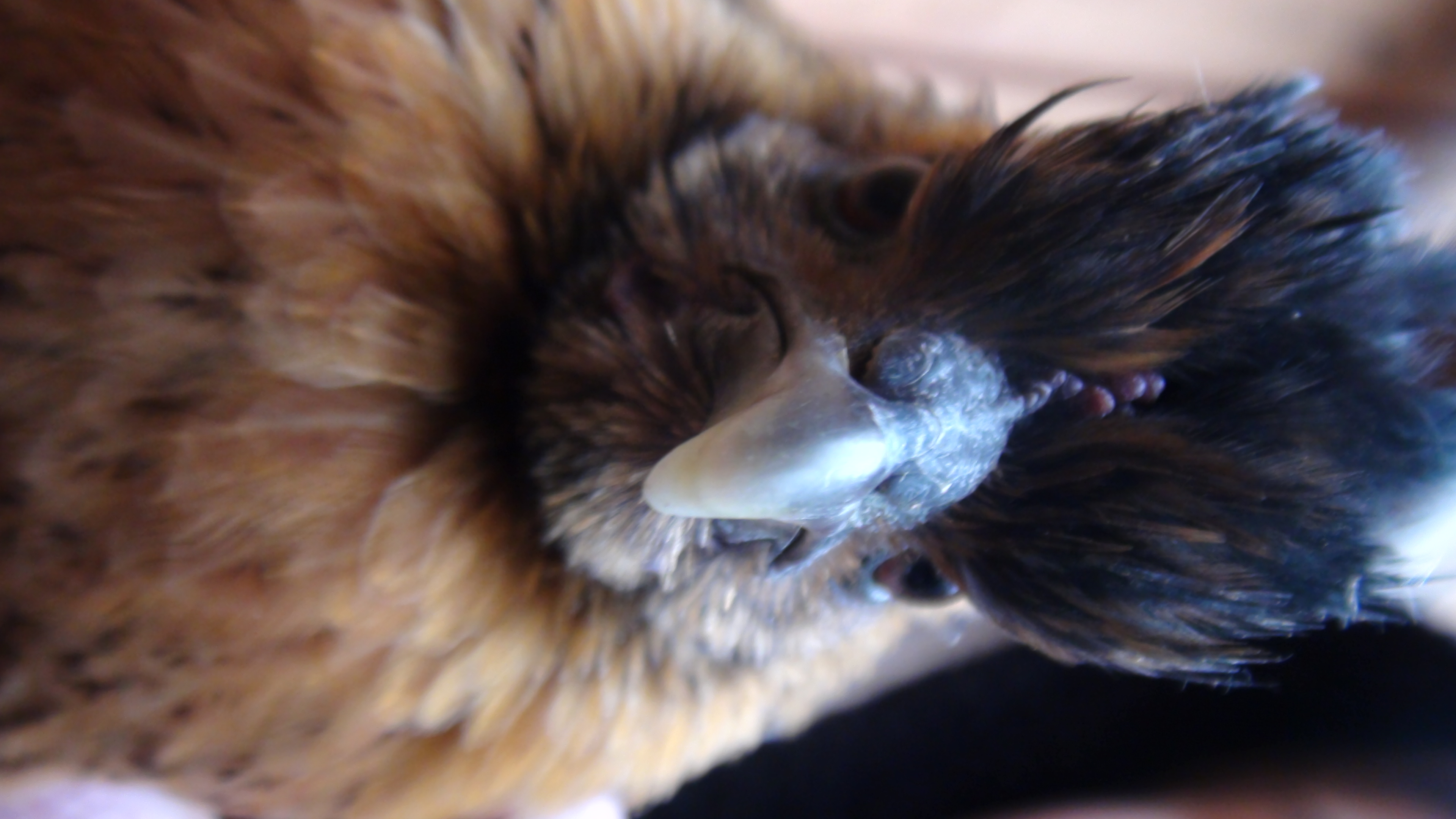 A silkie game-hen mix, called "booger"