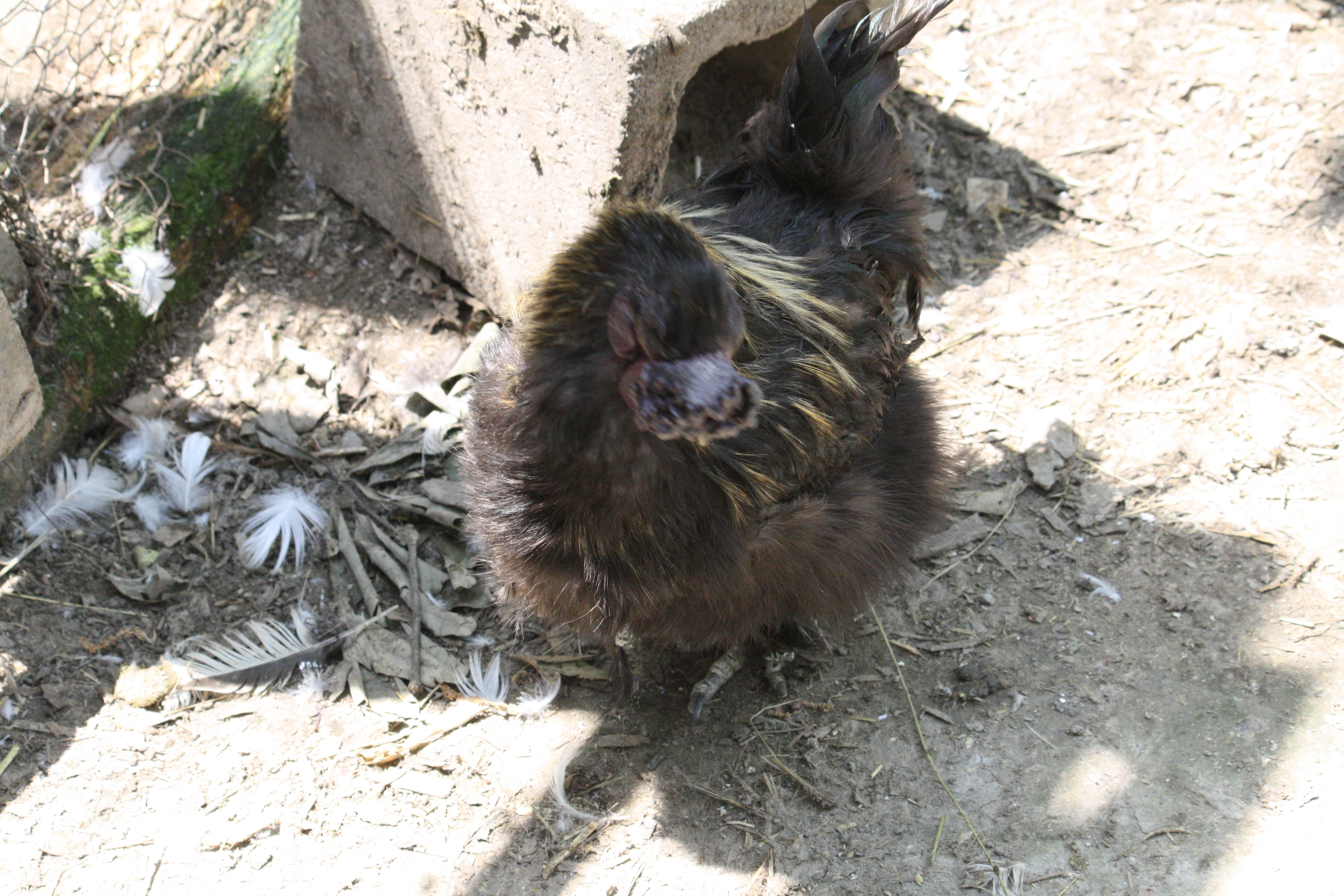 A Silkie mix I rescued.