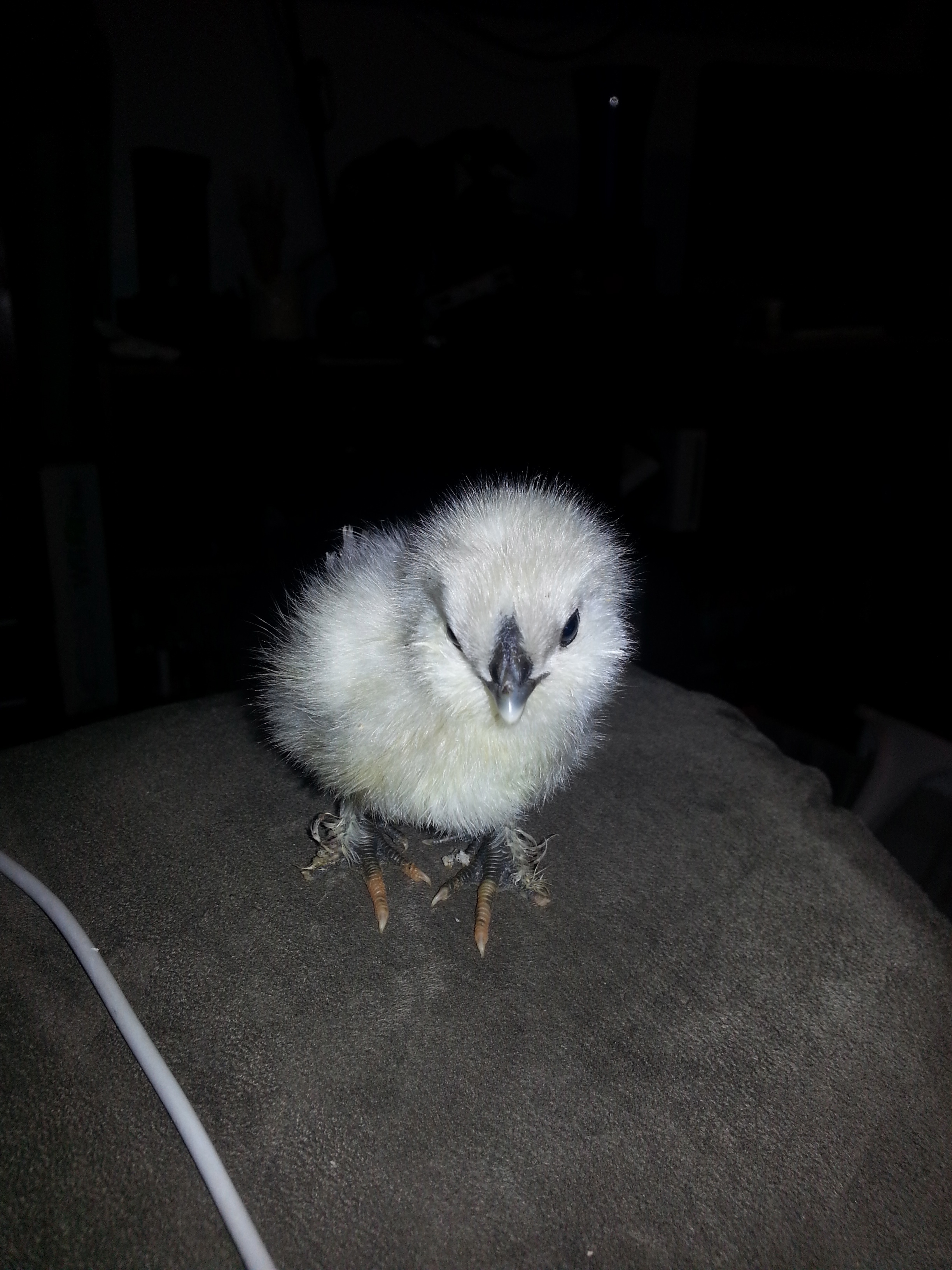 A silkie mix just a few days old. This picture does NOT show how tiny she is.