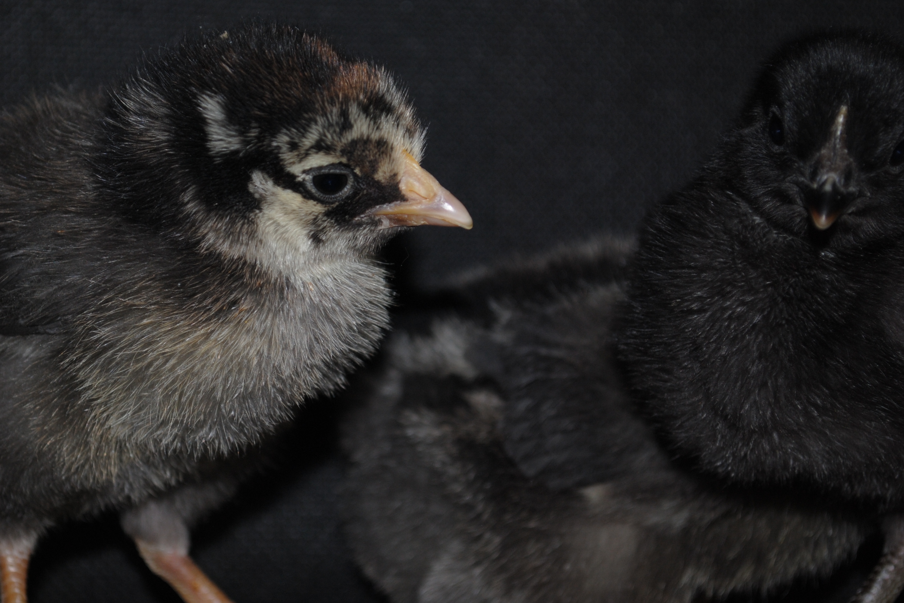 A Silver Lace Wyandotte
