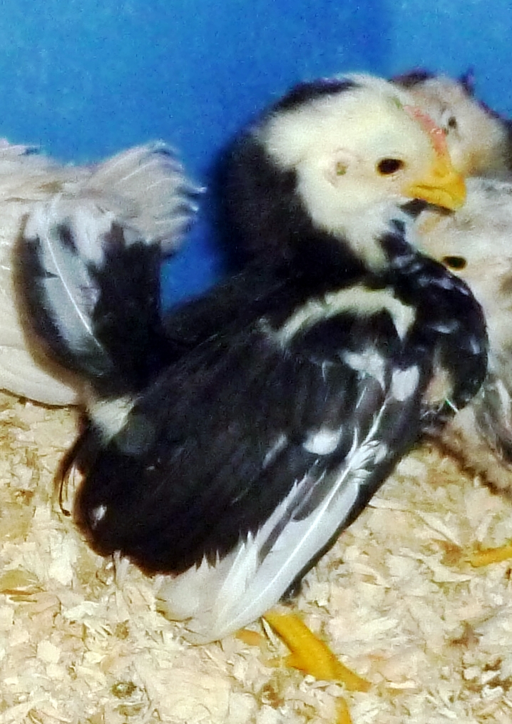 A small roo, mottled, 2013 stock, even though he is tiny, and young, no head feathers yet, you can already sex him from the hens, all comb :}